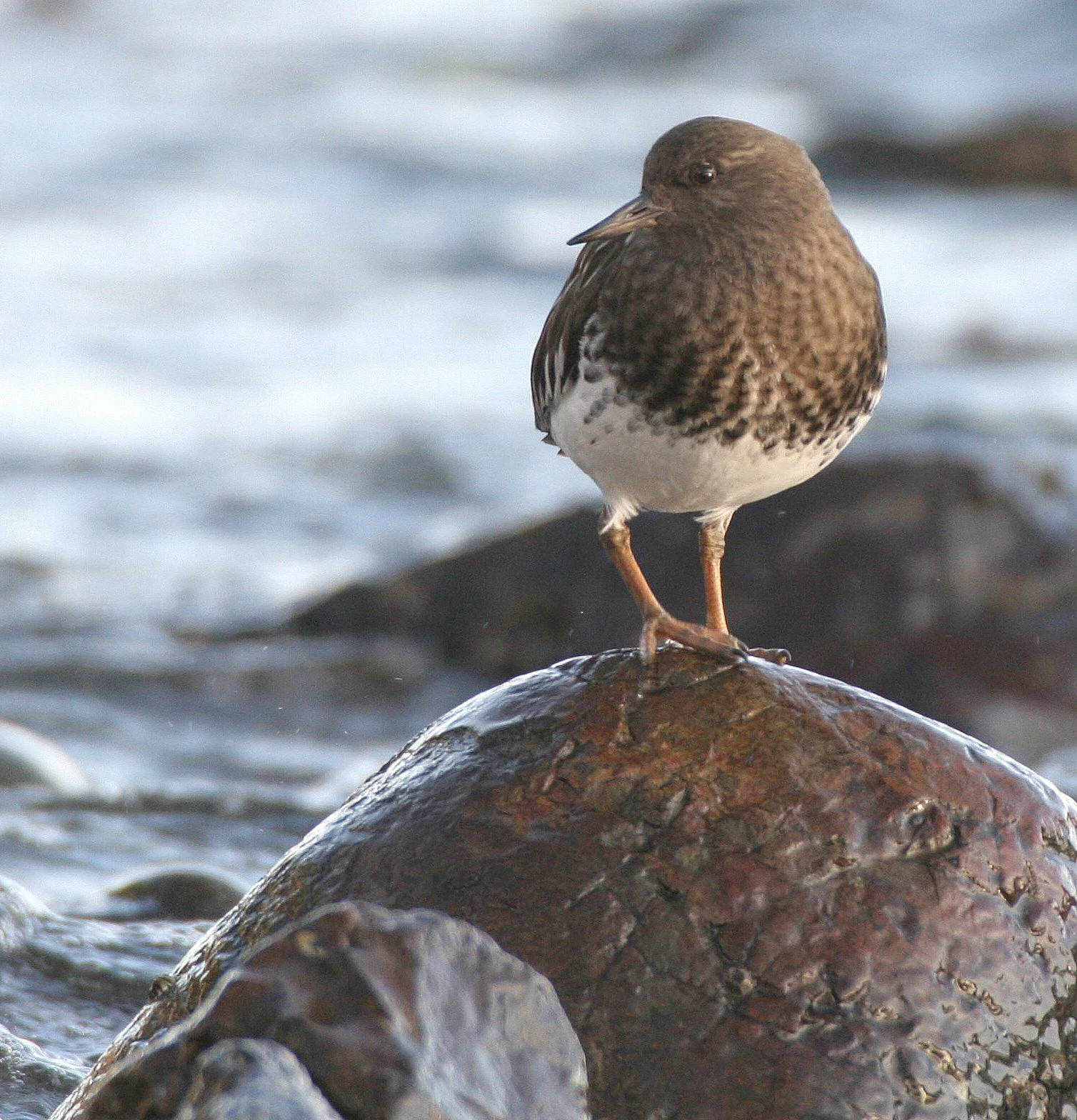 BIRD - TURNSTONE - BLACK TURNSTONE - PA HARBOR (44).jpg