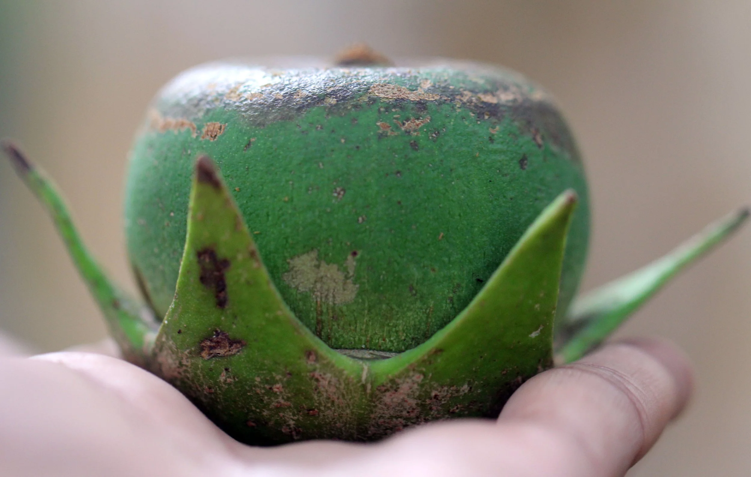 2015 Koh Lanta October Break Trip  (113).JPG