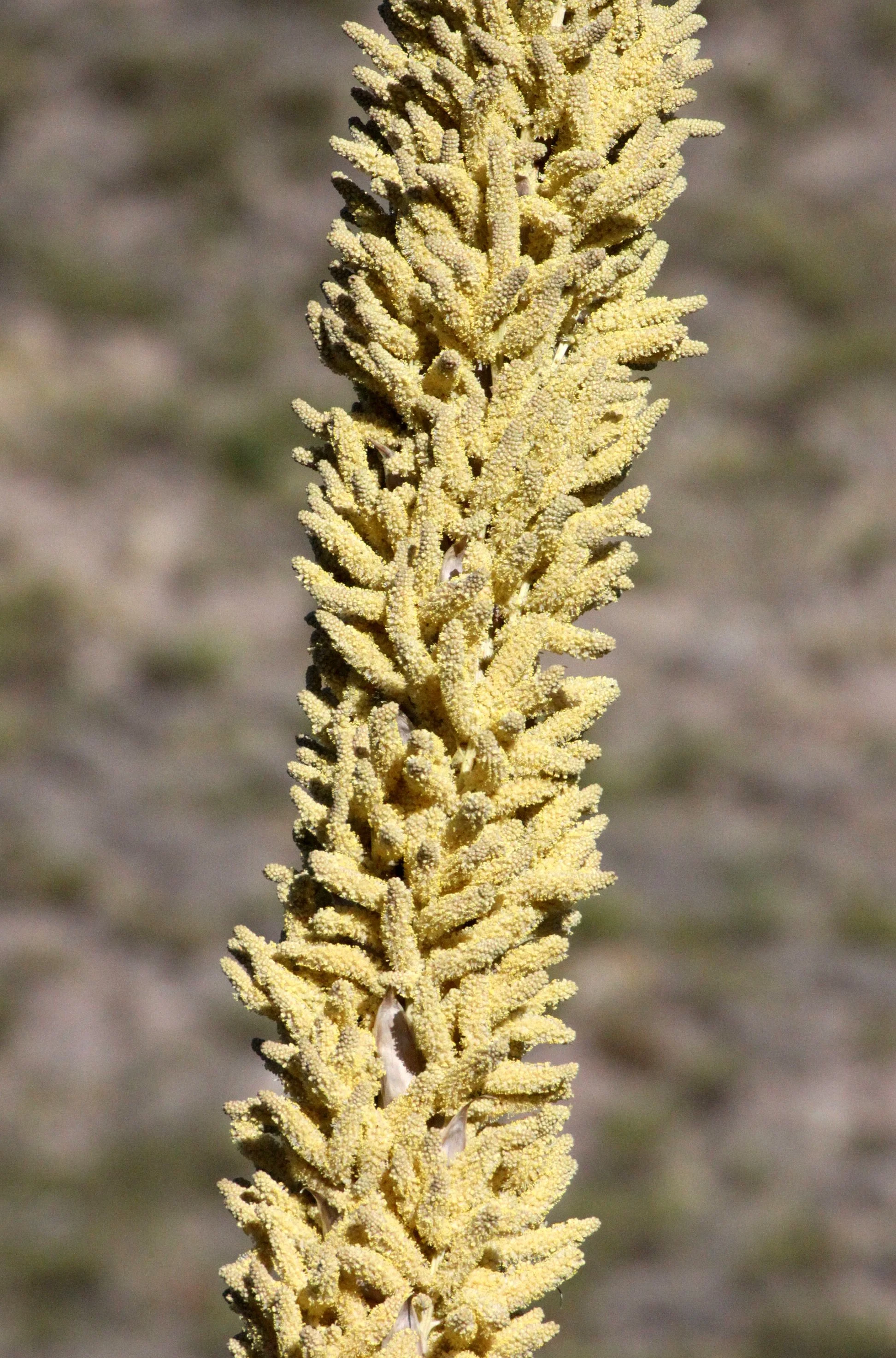 AGAVACEAE - DASYLIRON WHEELERI - DESERT SPOON OR SOTOL - FRANKLIN MOUNTAINS STATE PARK TEXAS (2).JPG