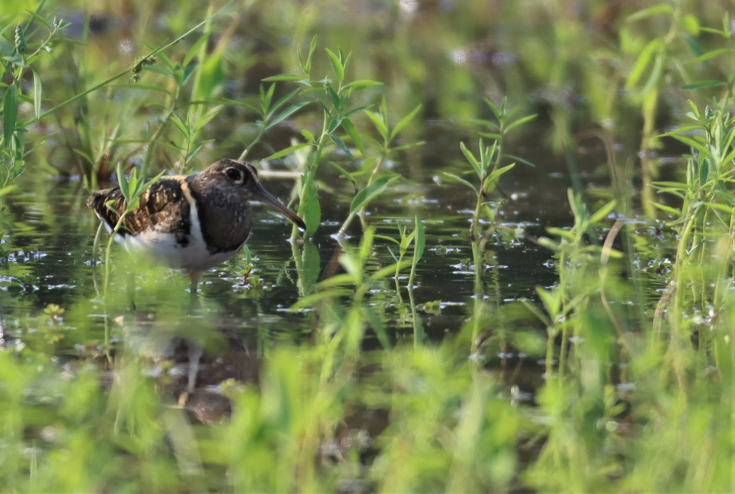 SNIPE - GREATER PAINTED SNIPE - Rostratula benghalensis - PATHUM THANI RICE RESE (44).JPG