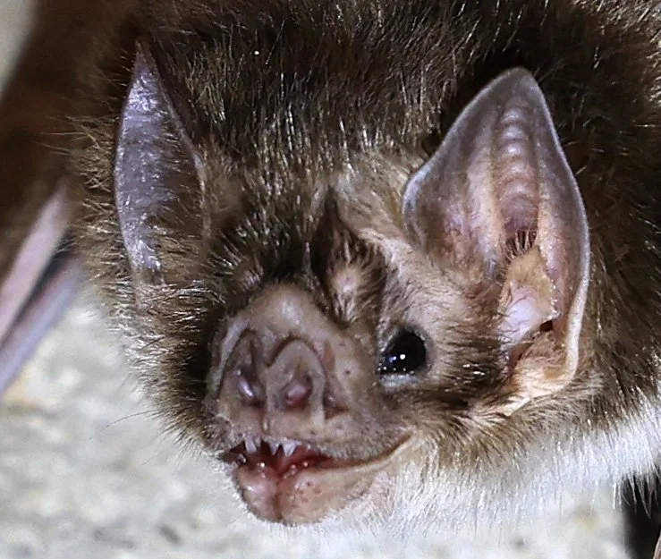Common Vampire Bat (Desmodus rotundus) Abandoned house on road between Pozo Colorado & Asuncion (20).jpg