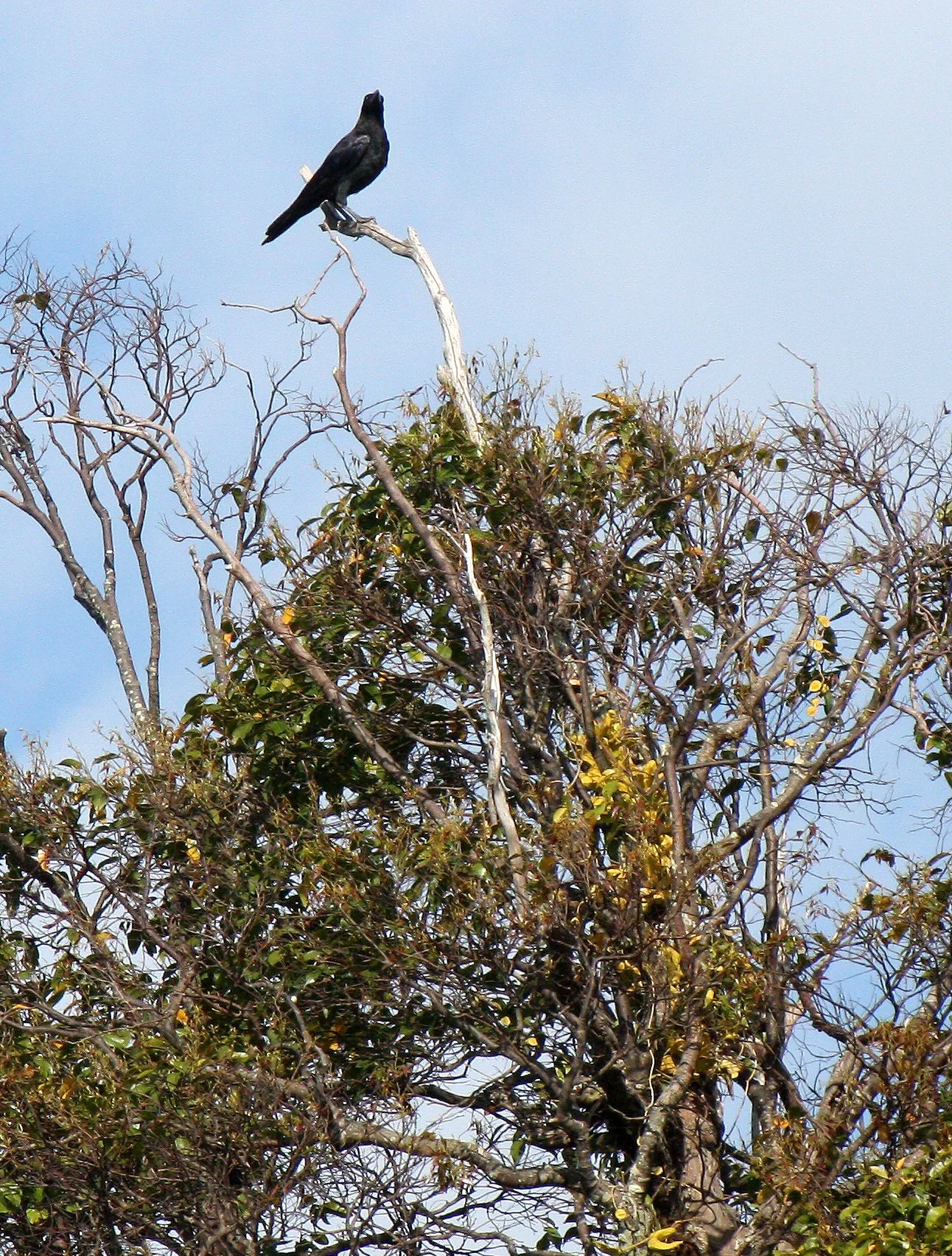 CROW - LARGE-BILLED CROW - Corvus macrorhynchos - KOH LANTA THAILAND (4).JPG
