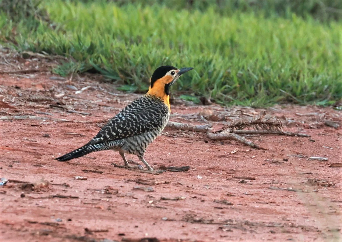 Woodpecker - Campo Flicker - Colaptes campestris - Fazenda Garibaldi, Sao Paulo State (3).jpg