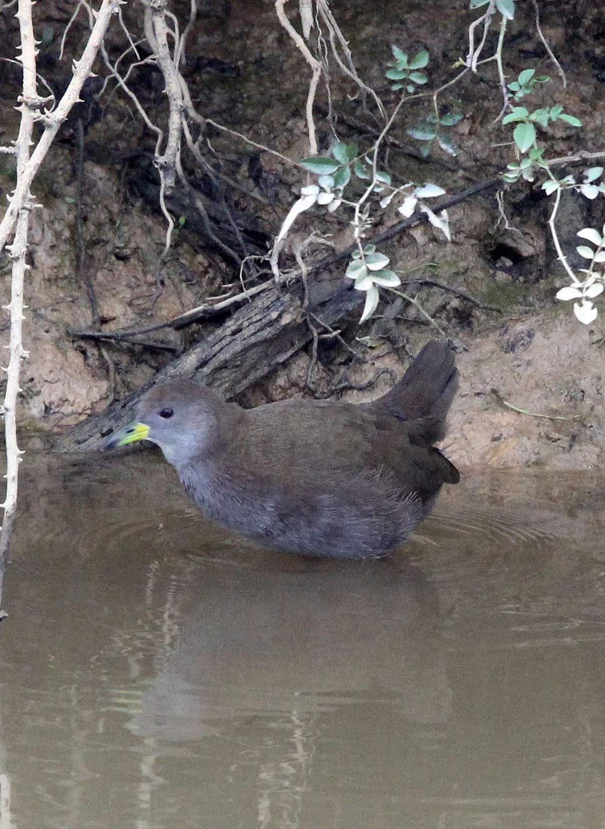 Brown Crake (Zapornia akool) Poyang Lak Jiangxi Province China (20).JPG