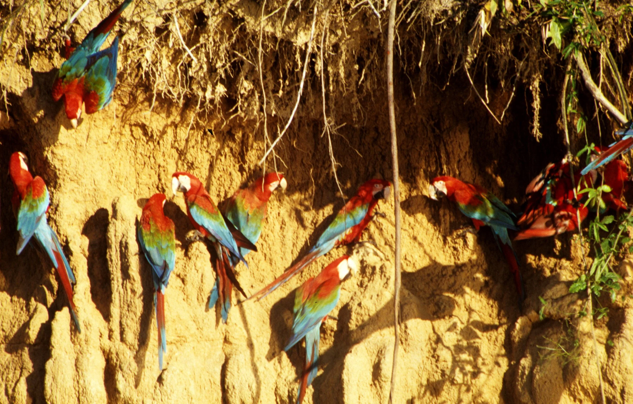BIRD - MACAW - BLUE GREEN RED - MANU - MINERAL LICK D.jpg