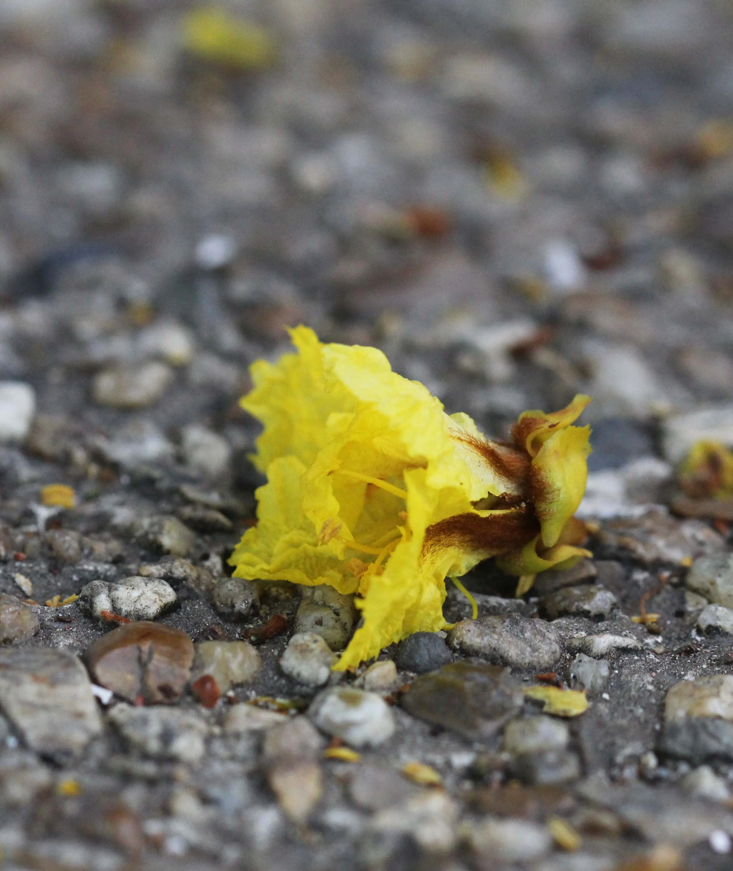 2013 Nonthaburi Setthasiri House and Nonthaburi Neighborhood (208).JPG