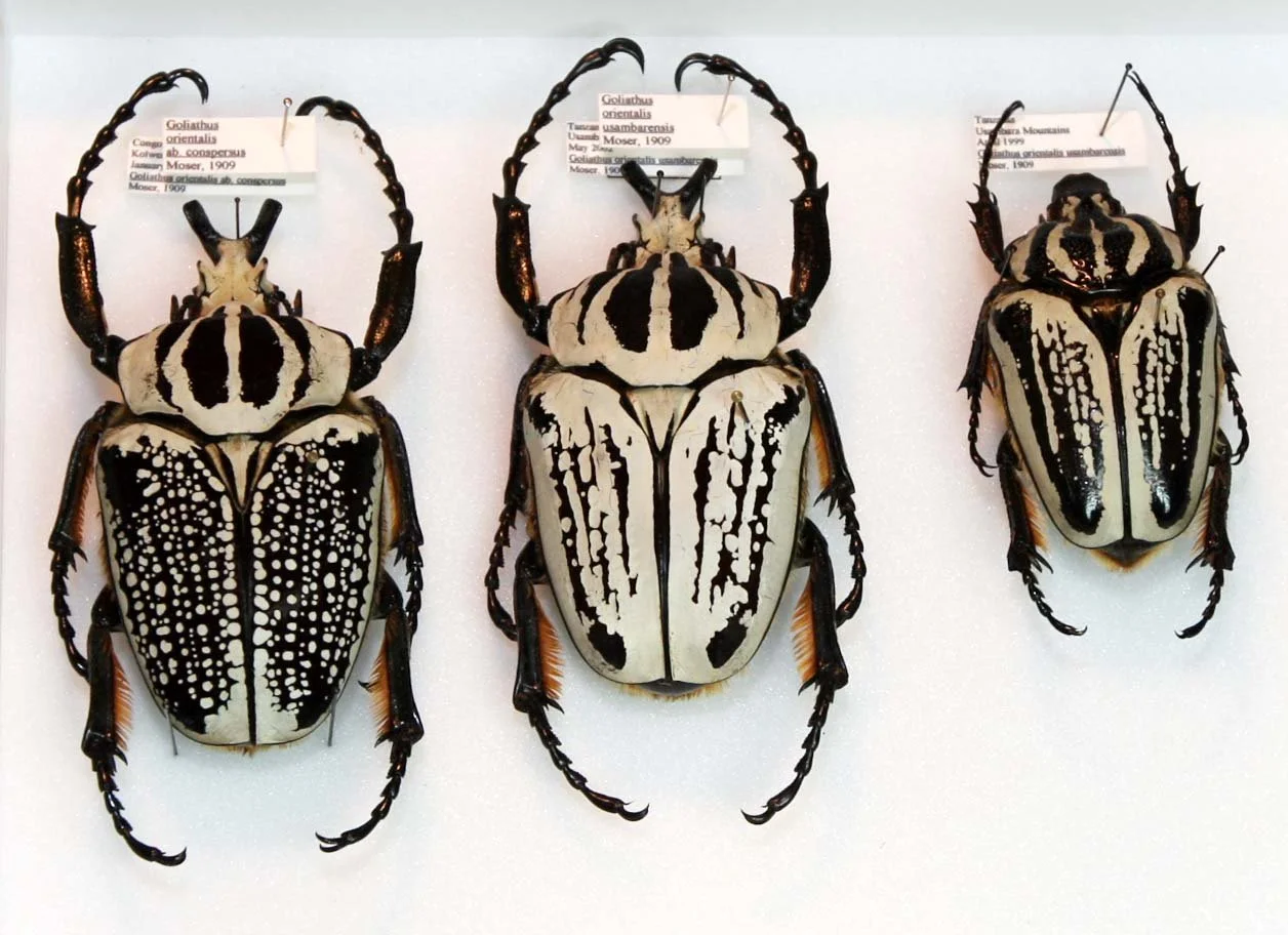 Goliathus orientalis.JPG