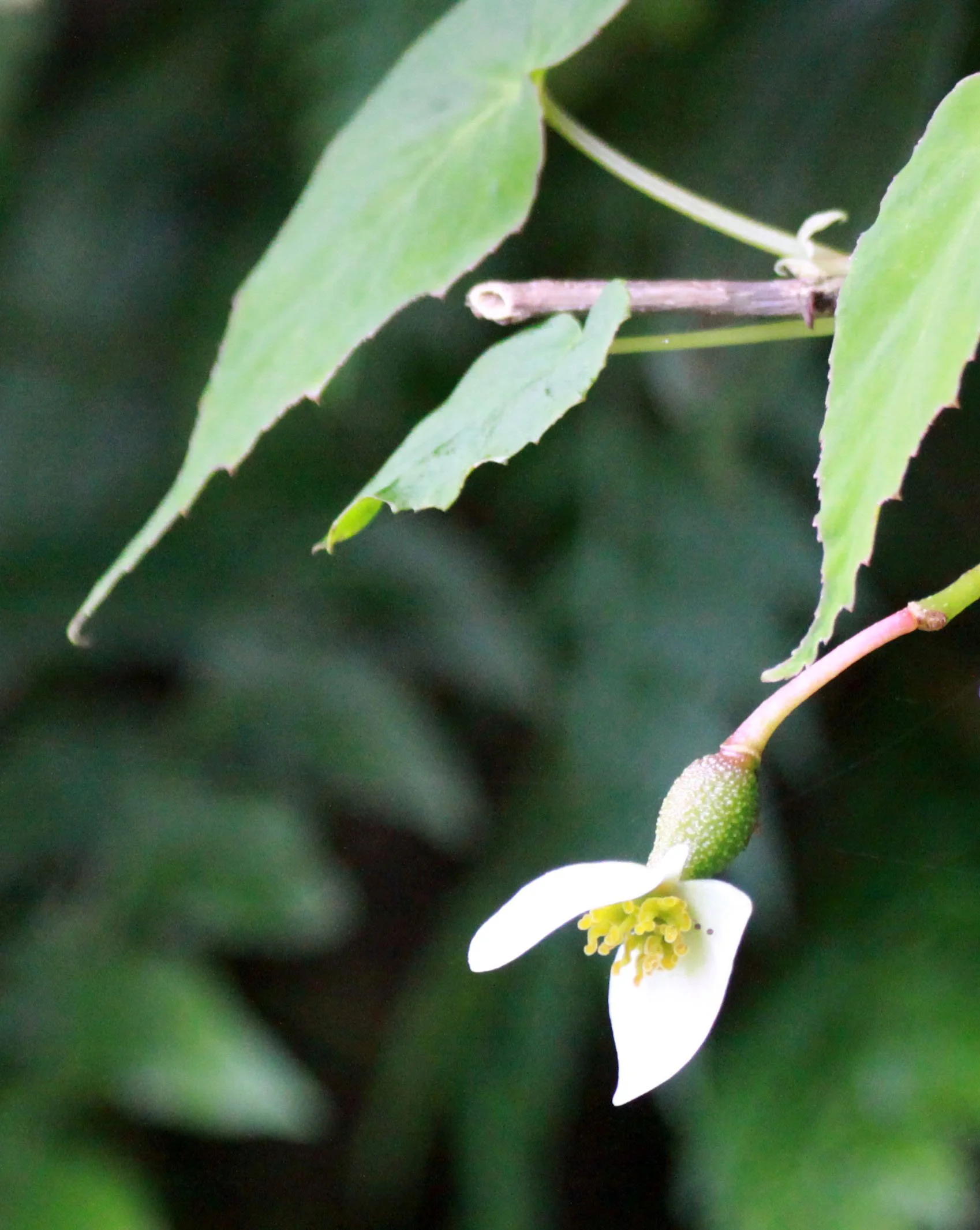 NYUNGWE NATIONAL PARK RWANDA (526).JPG