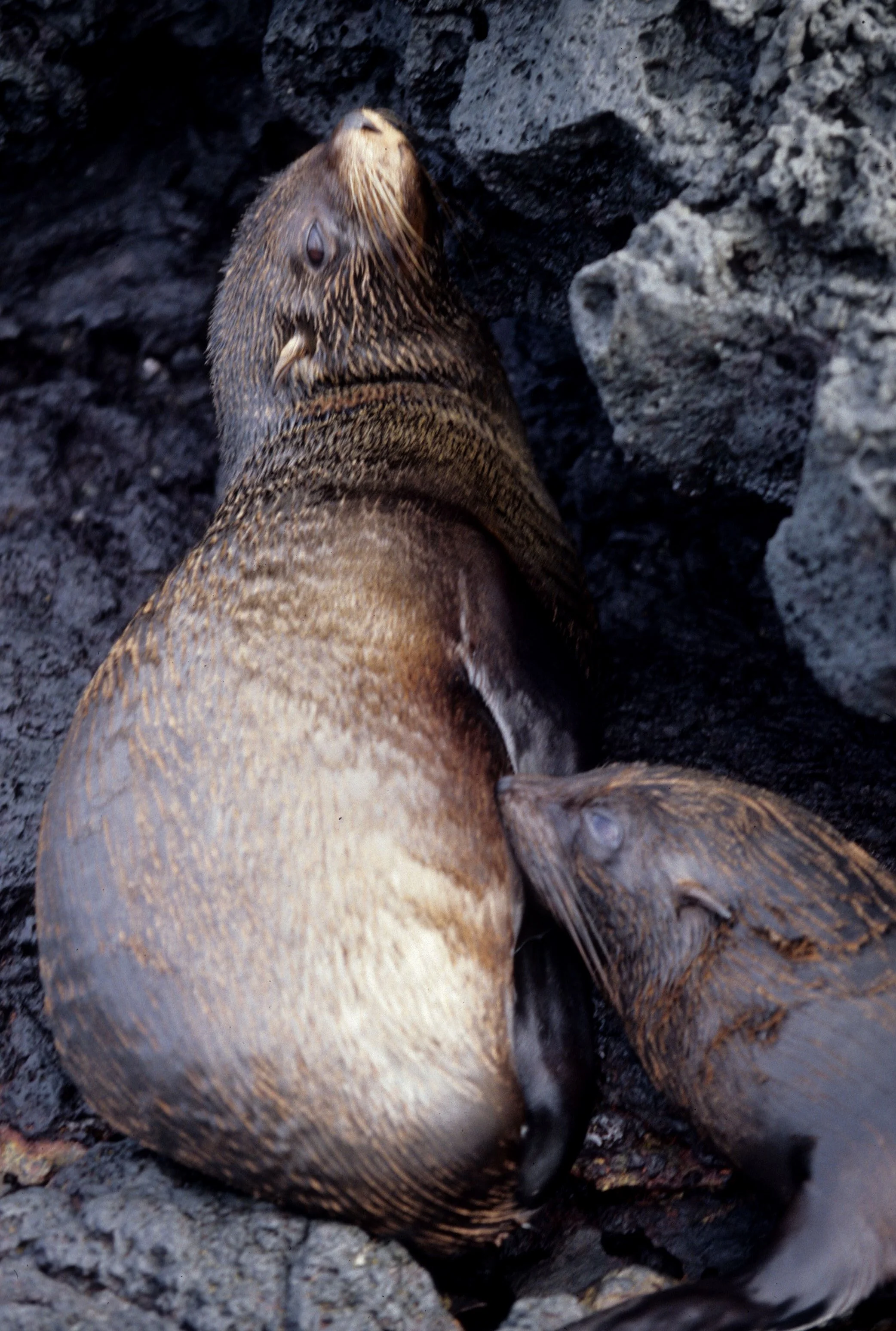 Arctocephalus galapagoensis - GALAPAGOS FUR SEAL - GALAPAGOS ISLANDS (4).jpg