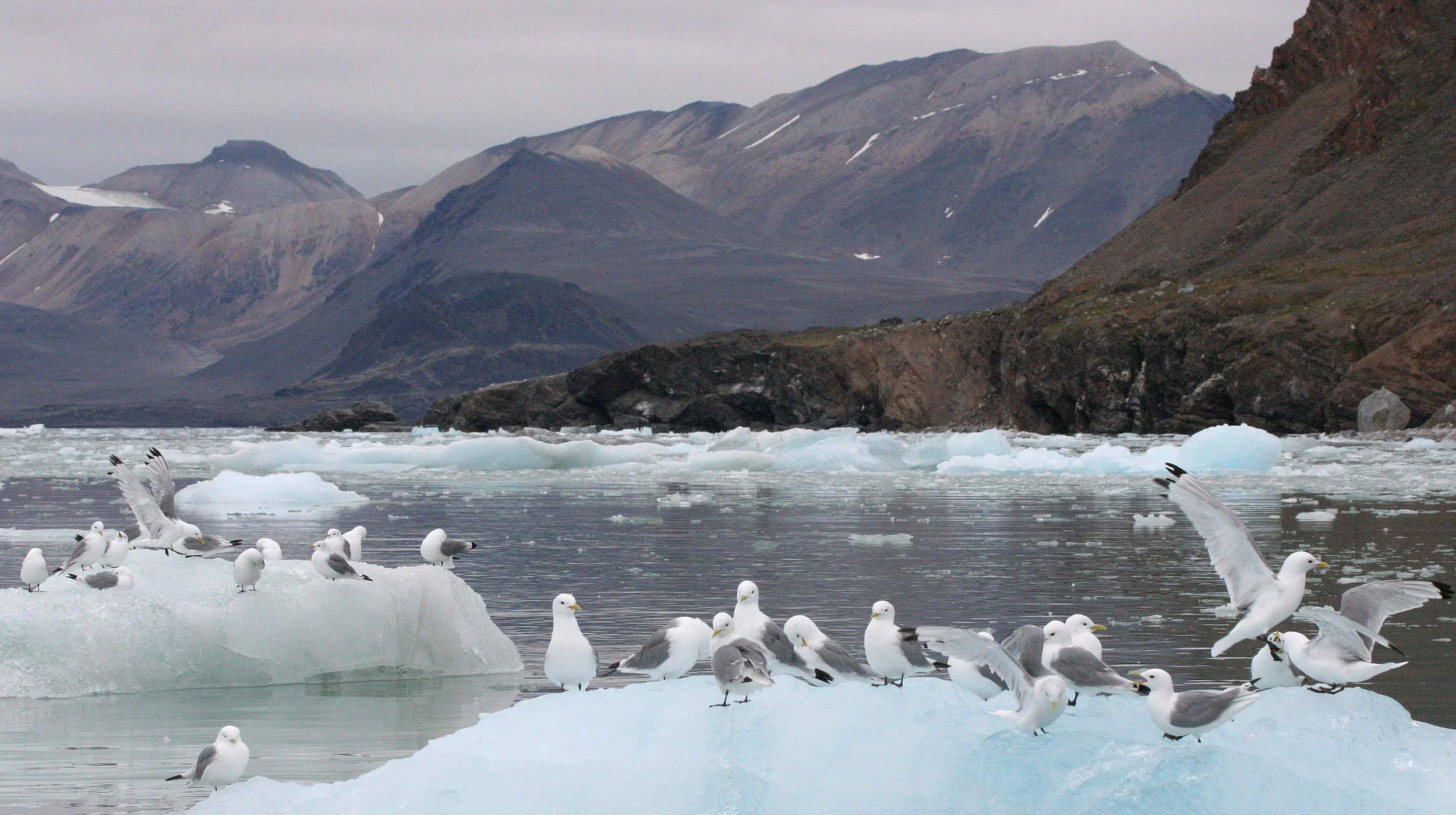 BIRD - KITTIWAKE - BLACK-LEGGED - SVALBARD (51).jpg