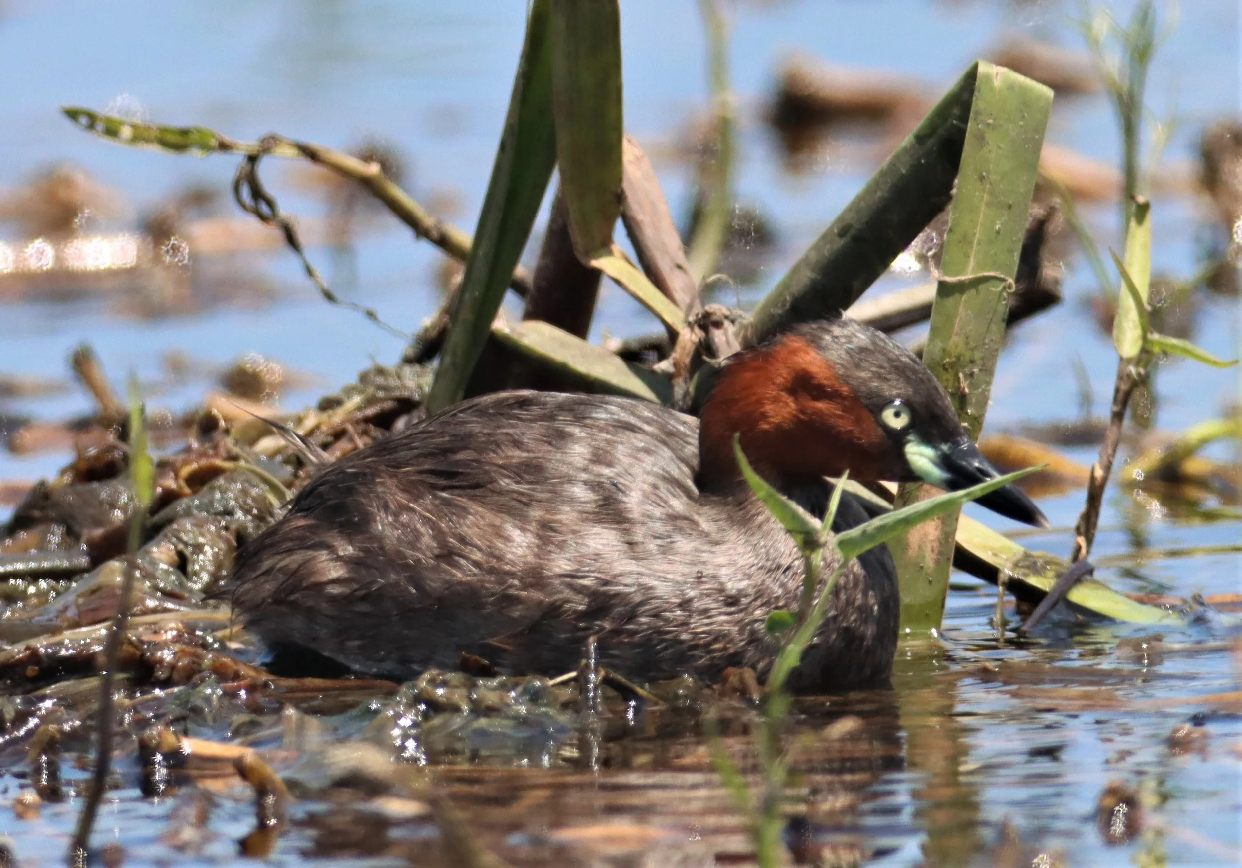 Little Grebe (Tachybaptus ruficollis) Bang Khaem Wetlands Nakhon Pathom Thailand (2).jpg