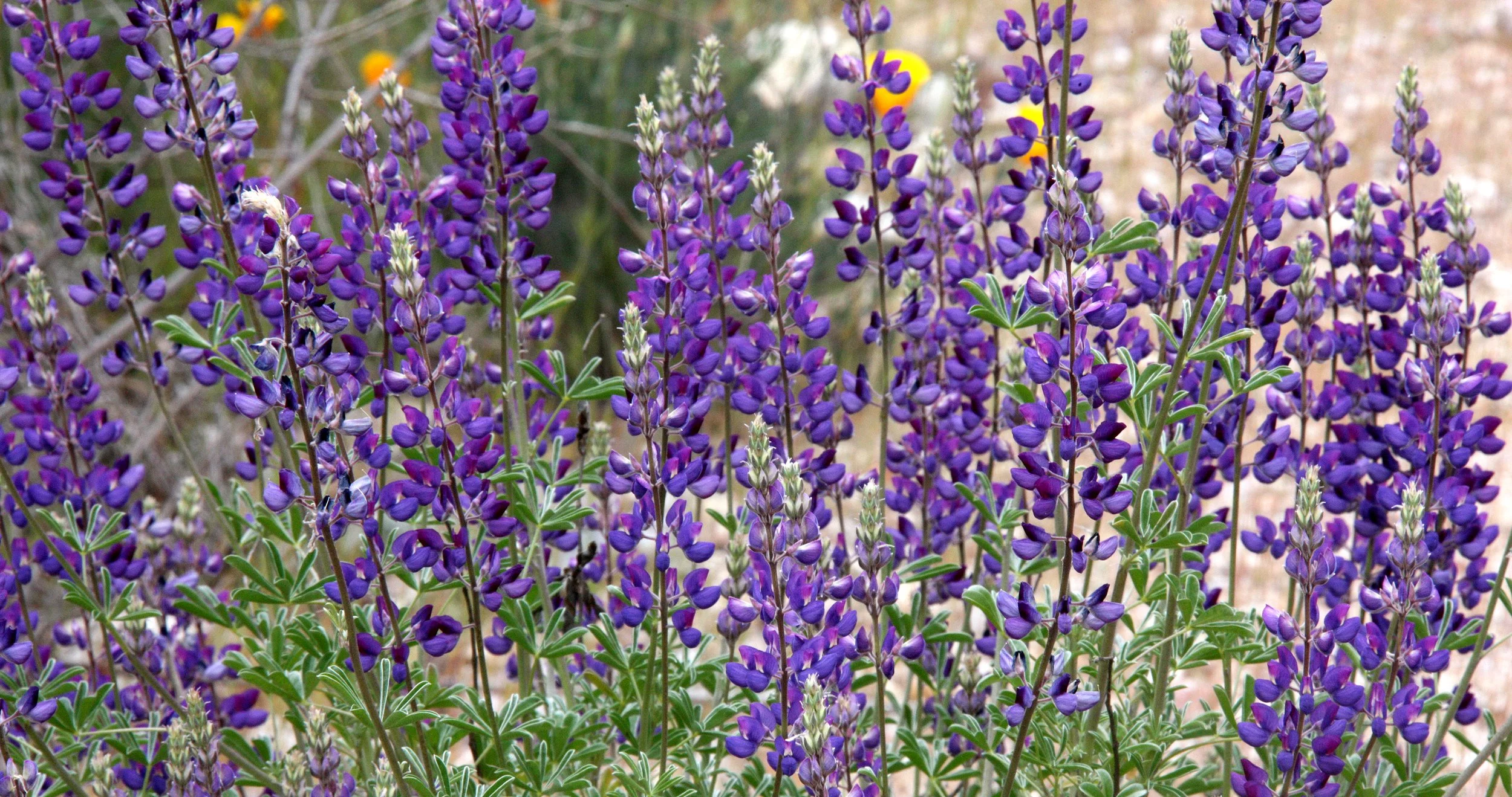 FABACEAE - LUPINUS SPECIES - PINNACLES NATIONAL MONUMENT CALIFORNIA (2).JPG