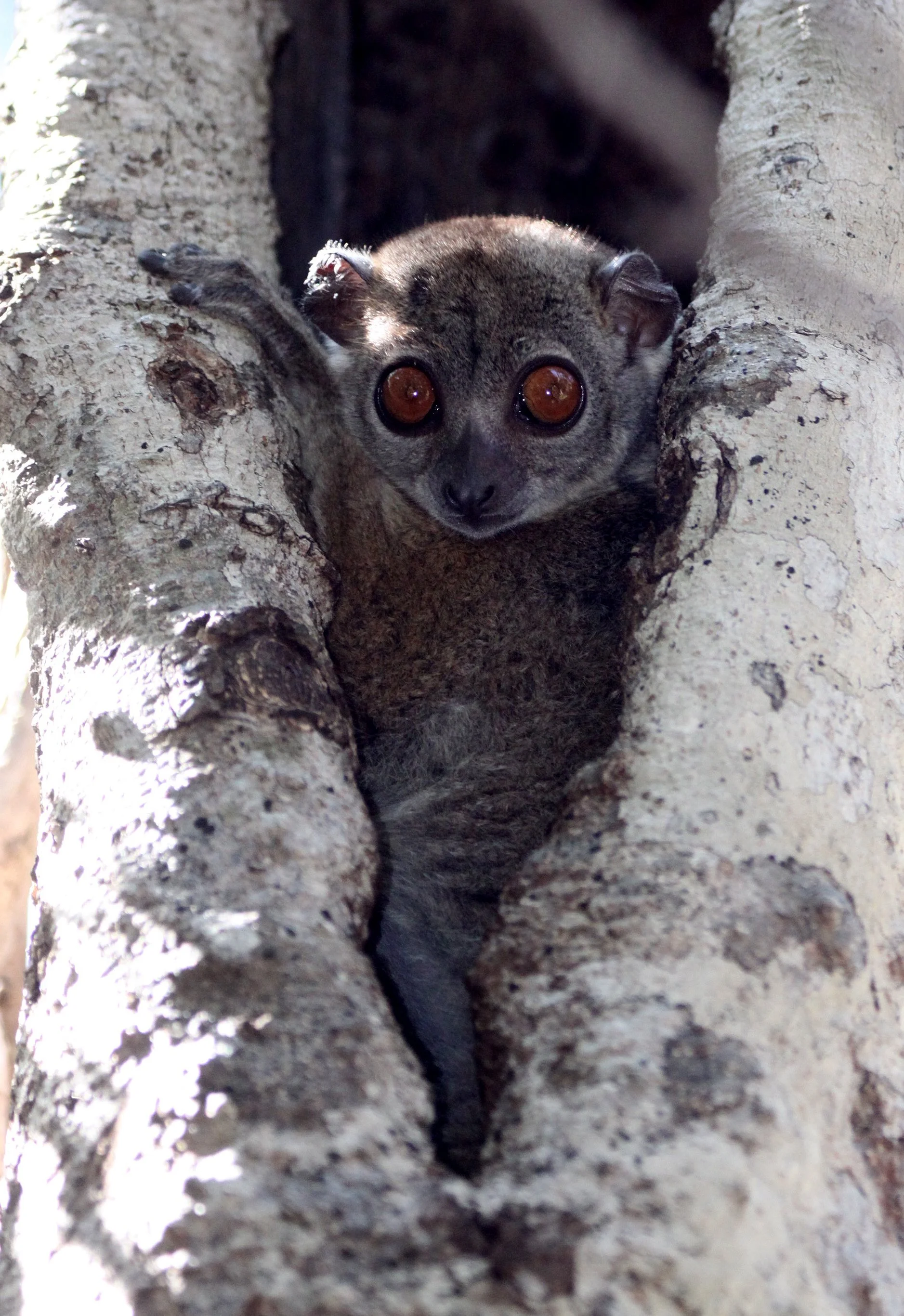 LEPILEMURIDAE - Lepilemur ankaranensis - ANKARANA NATIONAL PARK MADAGASCAR (90).JPG