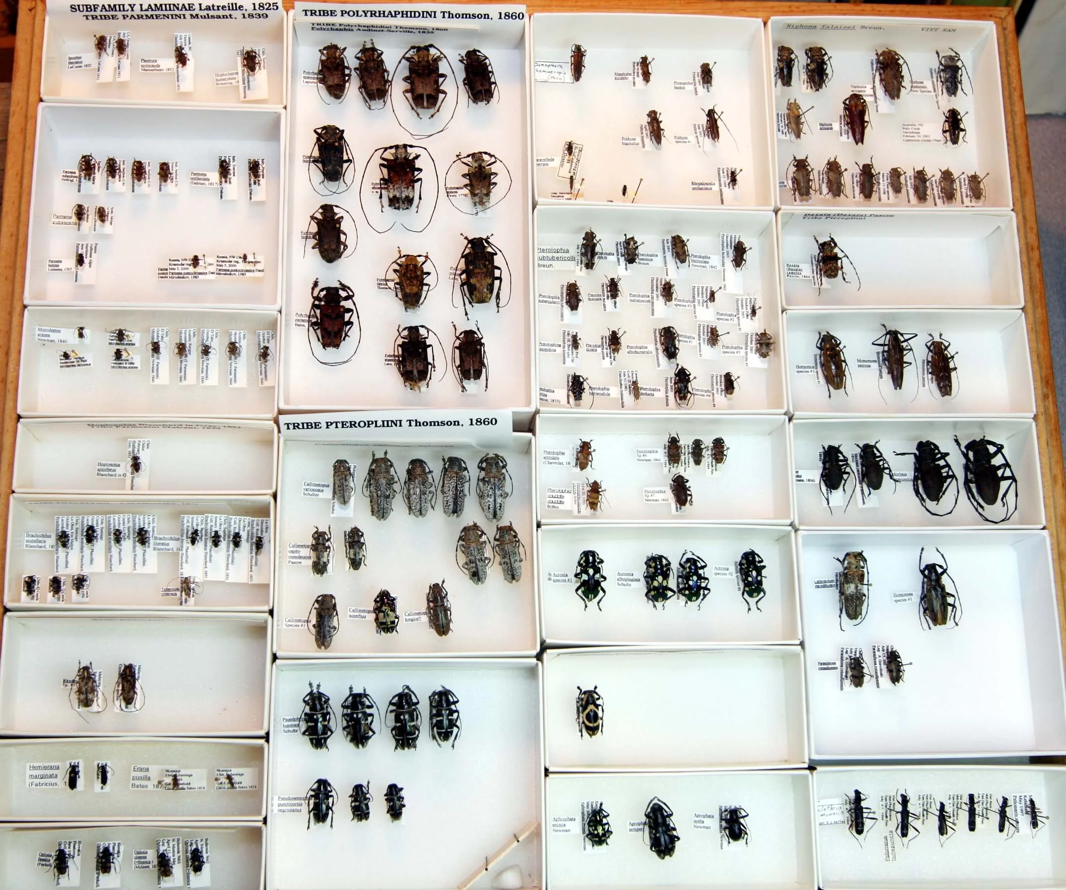 28 Lamiinae - Parmenini - Ptelopliini.JPG