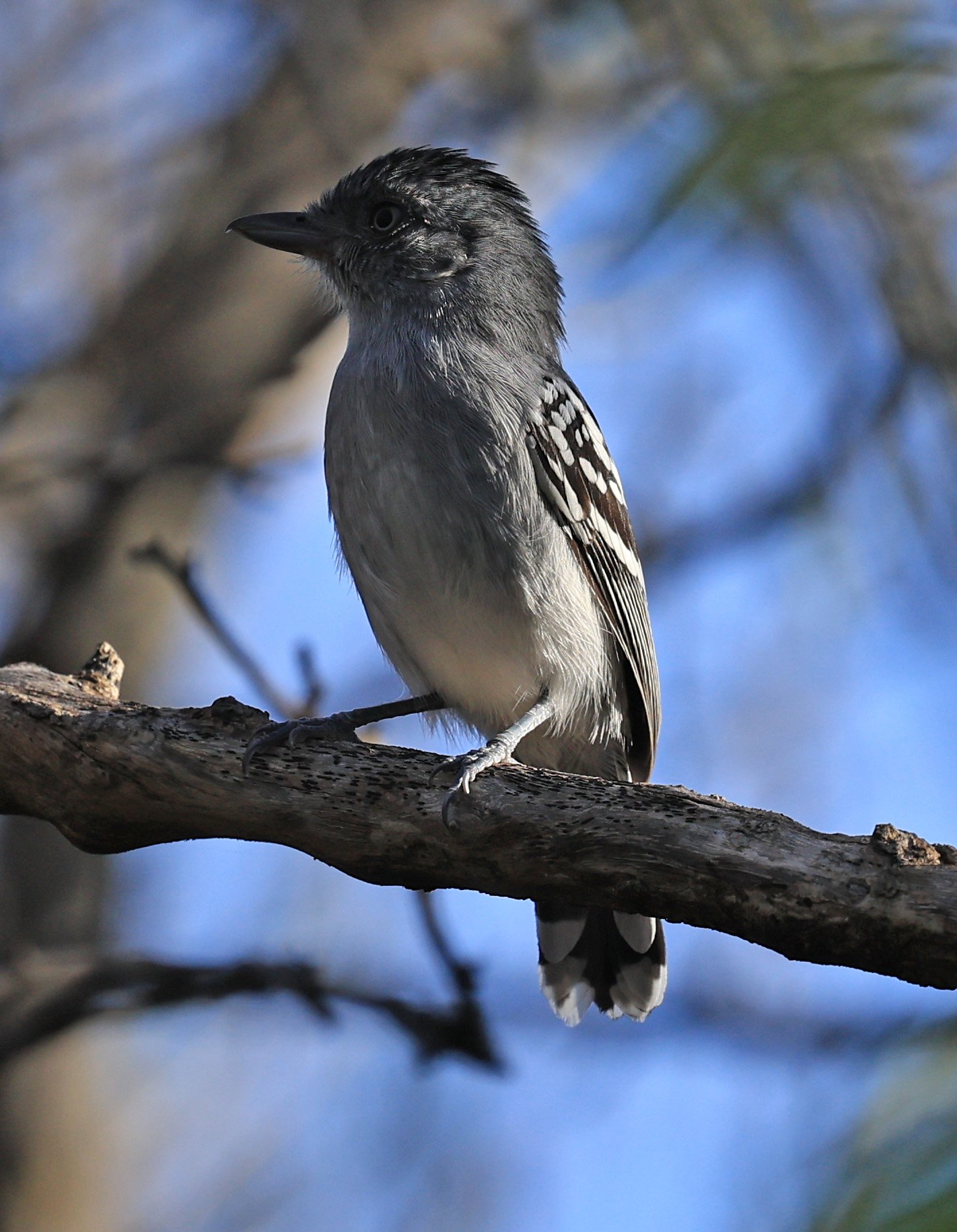 Bolivian Slaty-Antshrike (Thamnophilus sticturus) Agua Dulce Paraguay (4).jpg