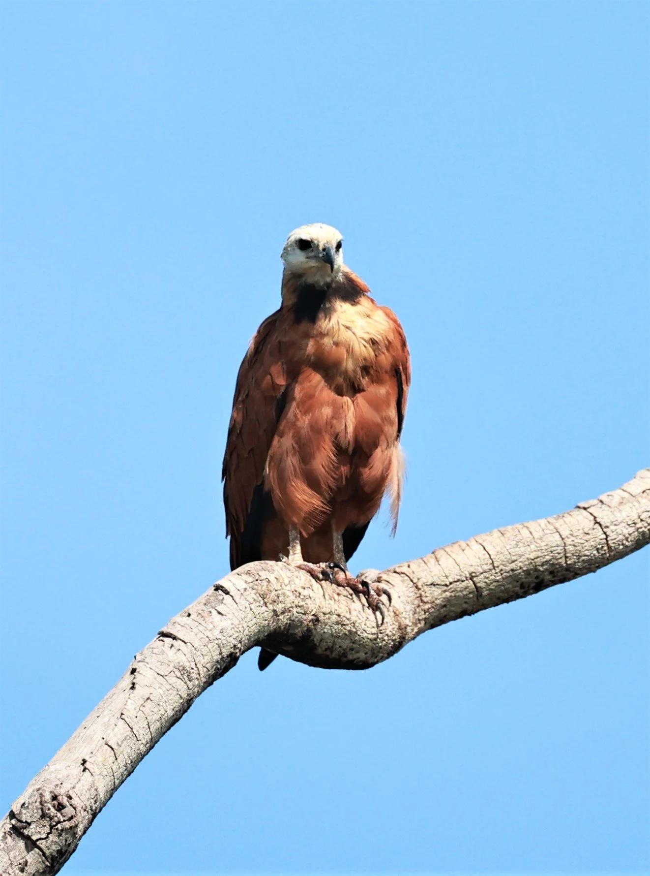 Hawk - Black-collared Hawk - Busarellus nigricollis - Pantanal - Mato Grosso, Transpantaneira M-060 (7).JPG