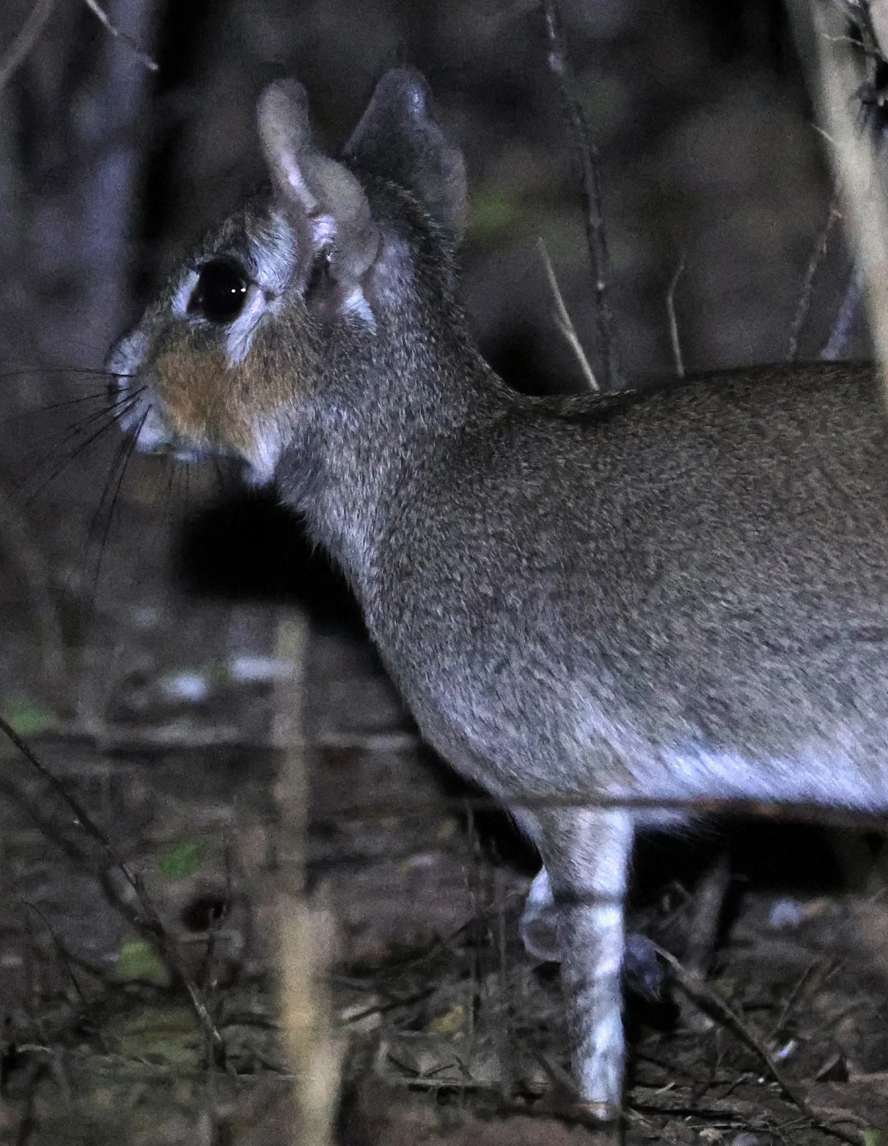 Chacoan Mara (Pediolagus salinicola) Agua Dulce Paraguay (8).jpg
