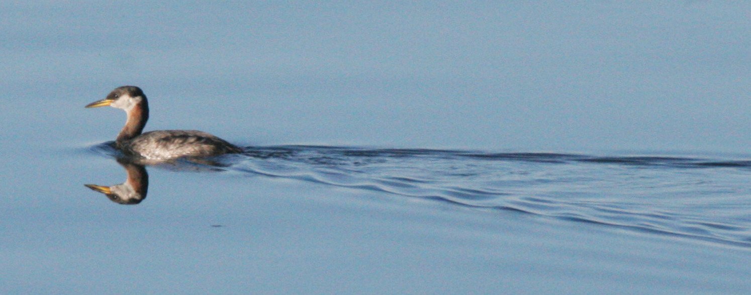 Red-necked Grebe (Podiceps grisegena) Port Angeles Harbor & Strait of Juan de Fuca Washington (20).JPG