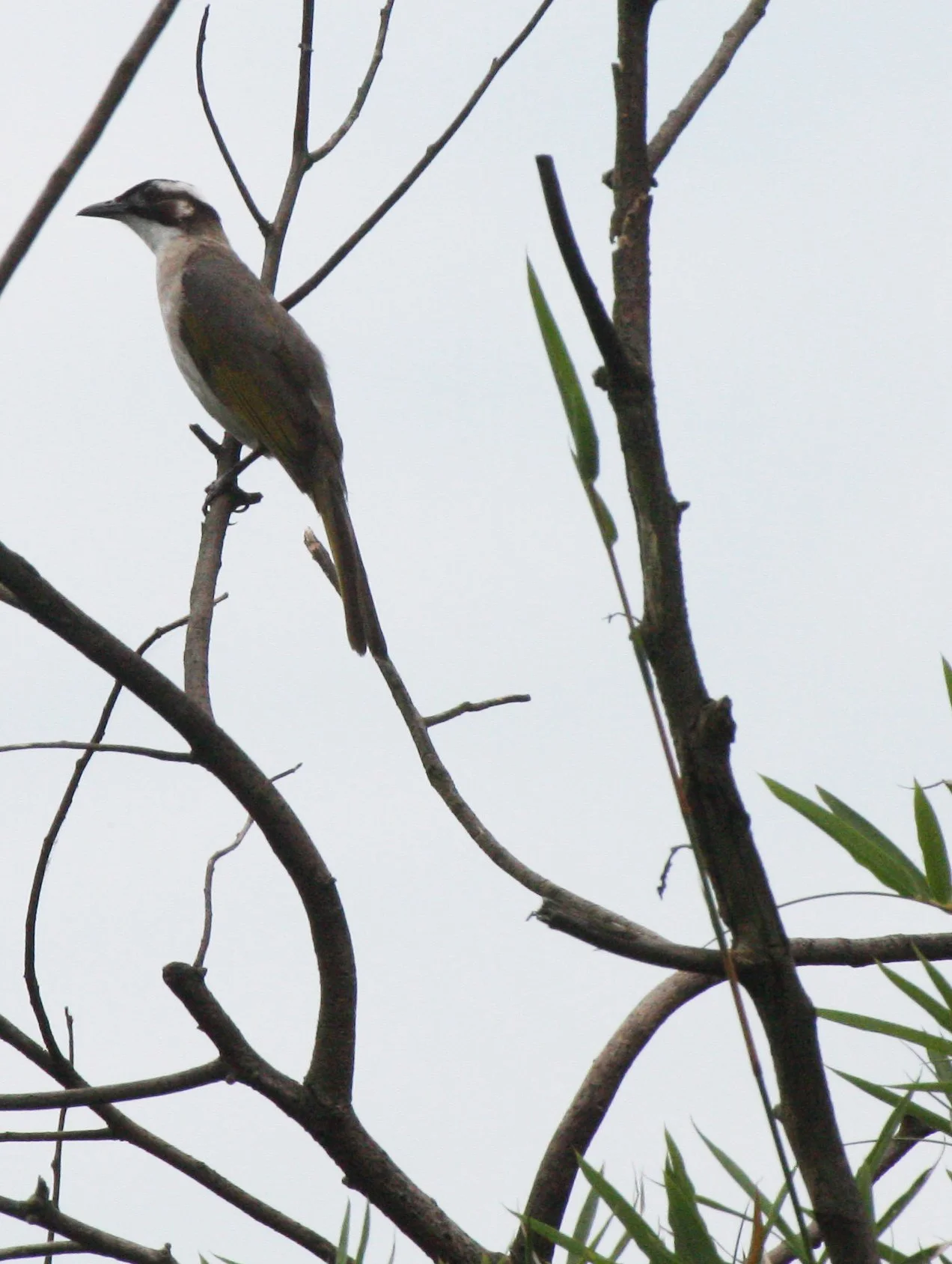 Styan's Bulbul (Pycnonotus taivanus) Taipei China (12).JPG