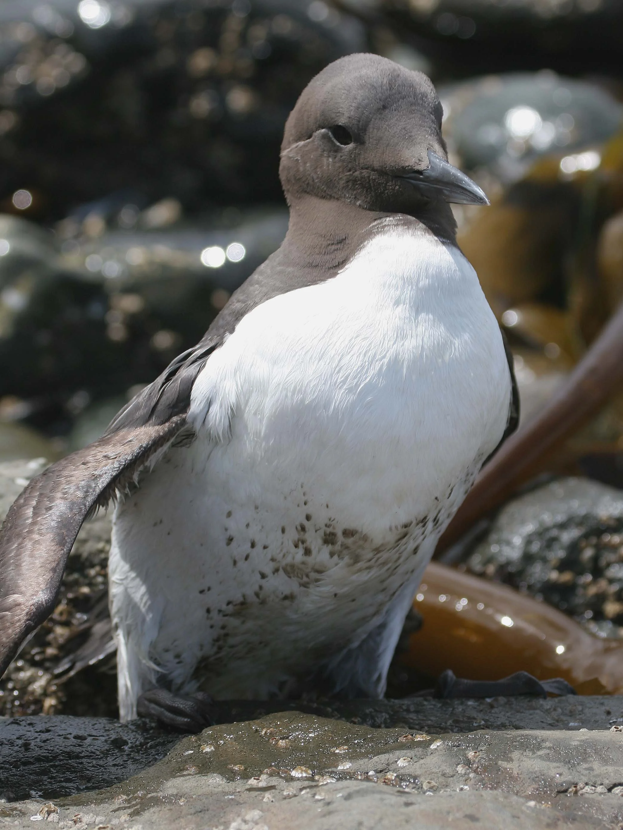 Uria aalge - COMMON MURRE - FRESHWATER BAY (18).jpg