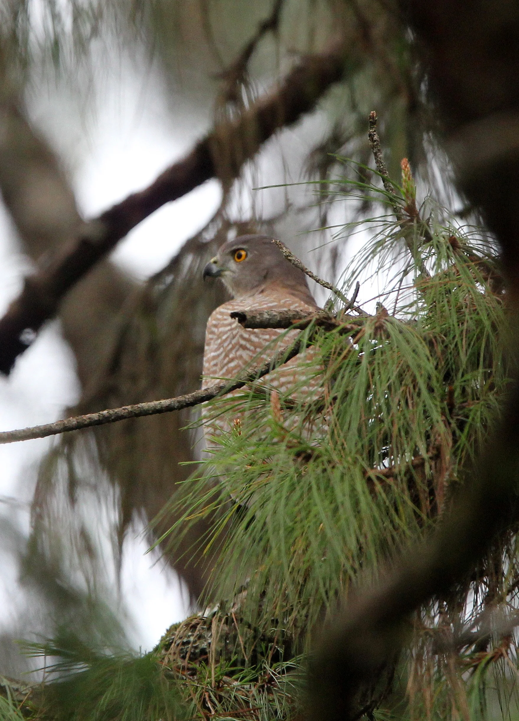 BIRD - SHIKRA - NUWARA ELIVA SRI LANKA (2).JPG