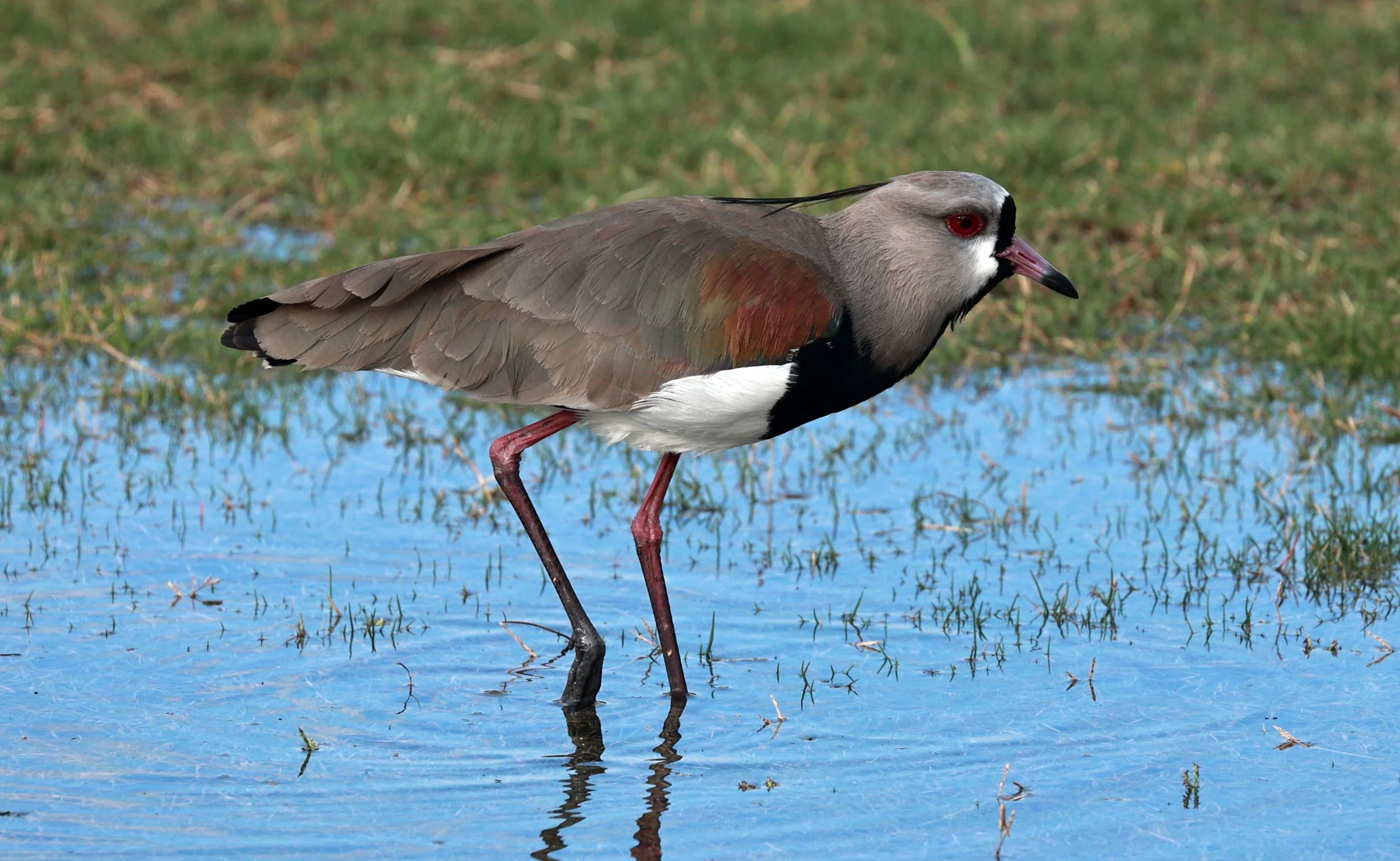 Southern lapwing (Vanellus chilensis) Superagüi National Park, Brazil (5).jpg
