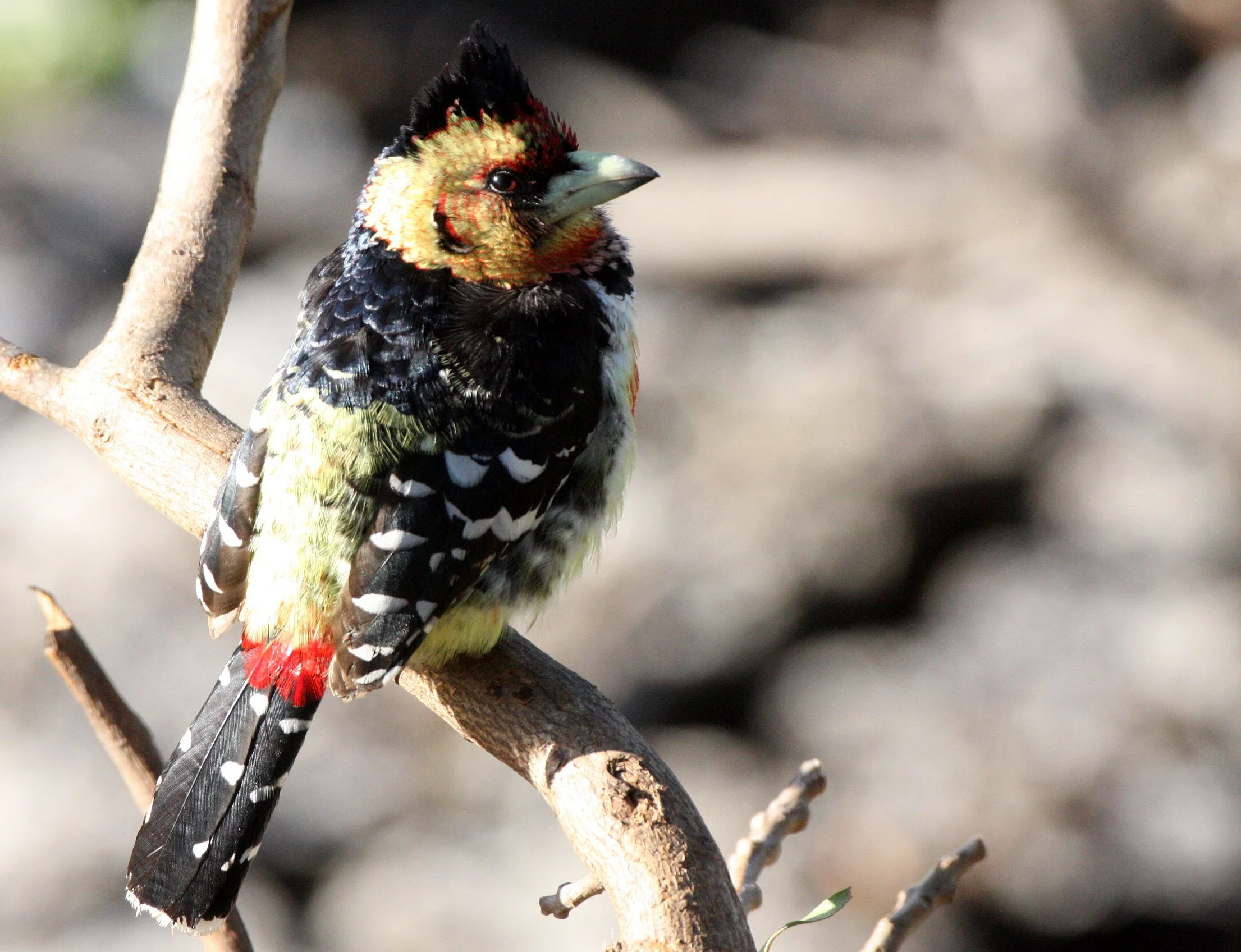 BARBET - CRESTED BARBET - Trachyphonus vaillantii - KRUGER NATIONAL PARK SOUTH AFRICA (5).JPG