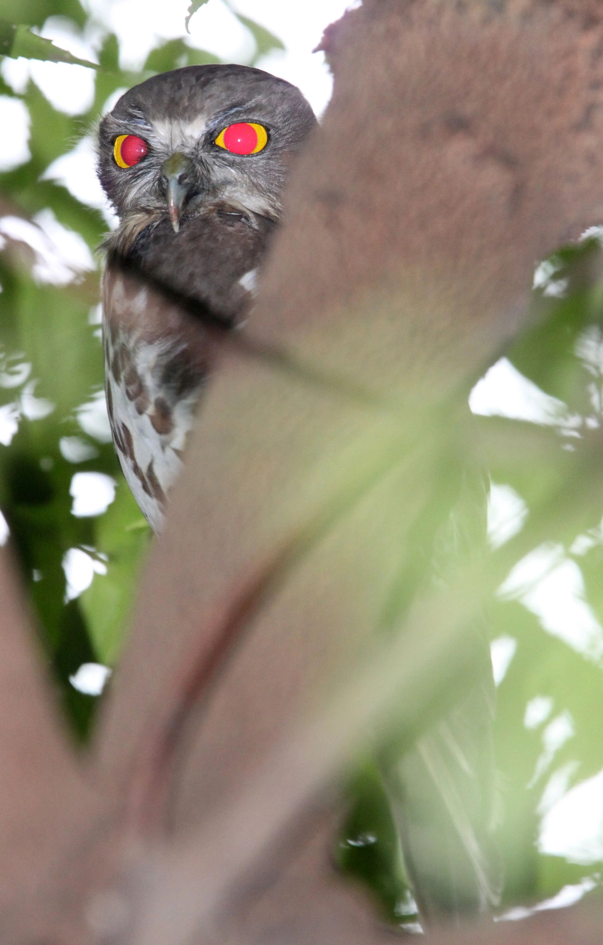 Ninox scutulata - BROWN HAWK OWL - CHAMBAL SANCTUARY INDIA (24).JPG