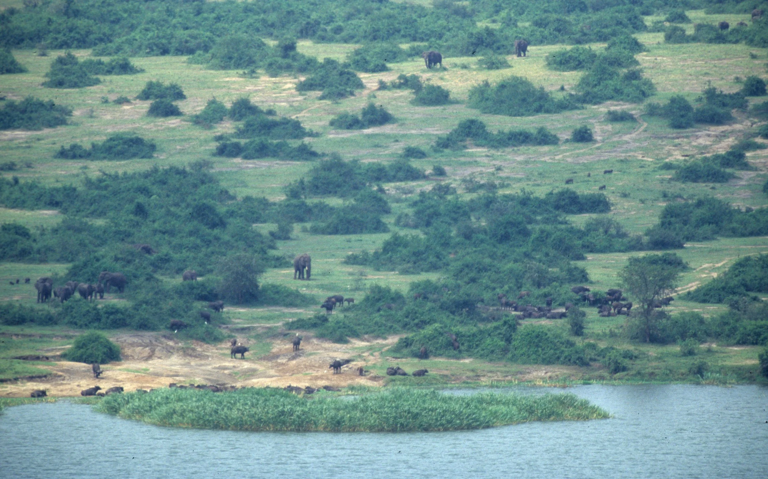 ELEPHANT - UGANDA 13.jpg