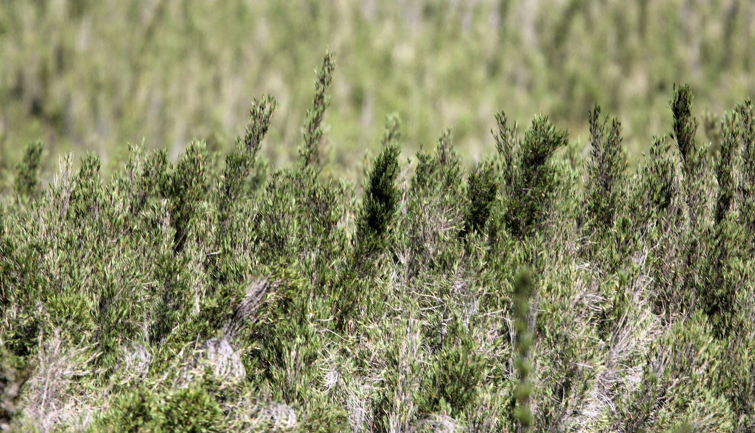 HORTON PLAINS NATIONAL PARK SRI LANKA.JPG