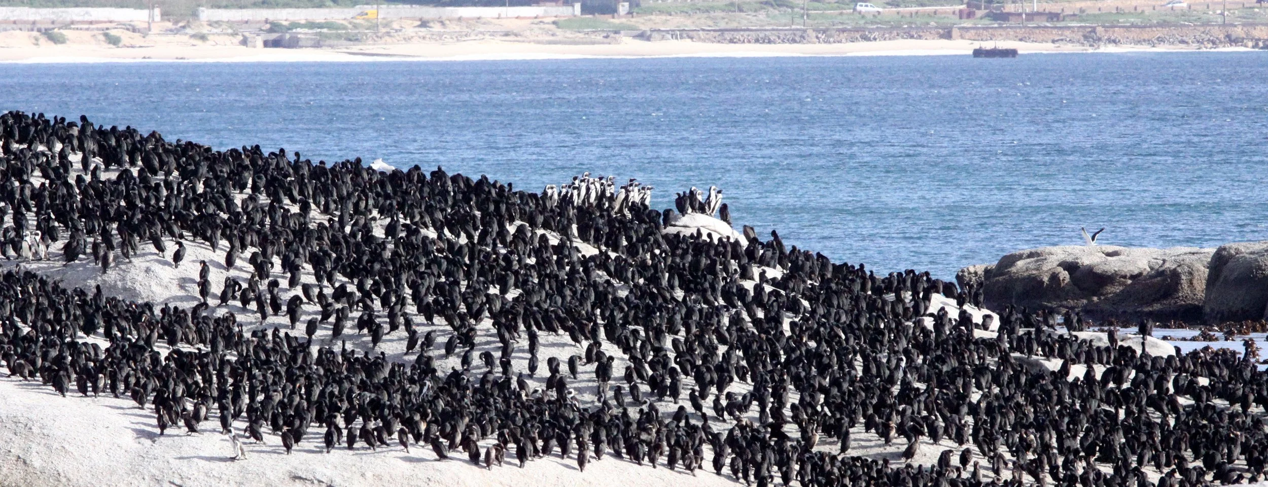 Jackass or African Penguin (Spheniscus demersus) with Cape Cormorant - Simon's Town Rookery South Africa (8).JPG