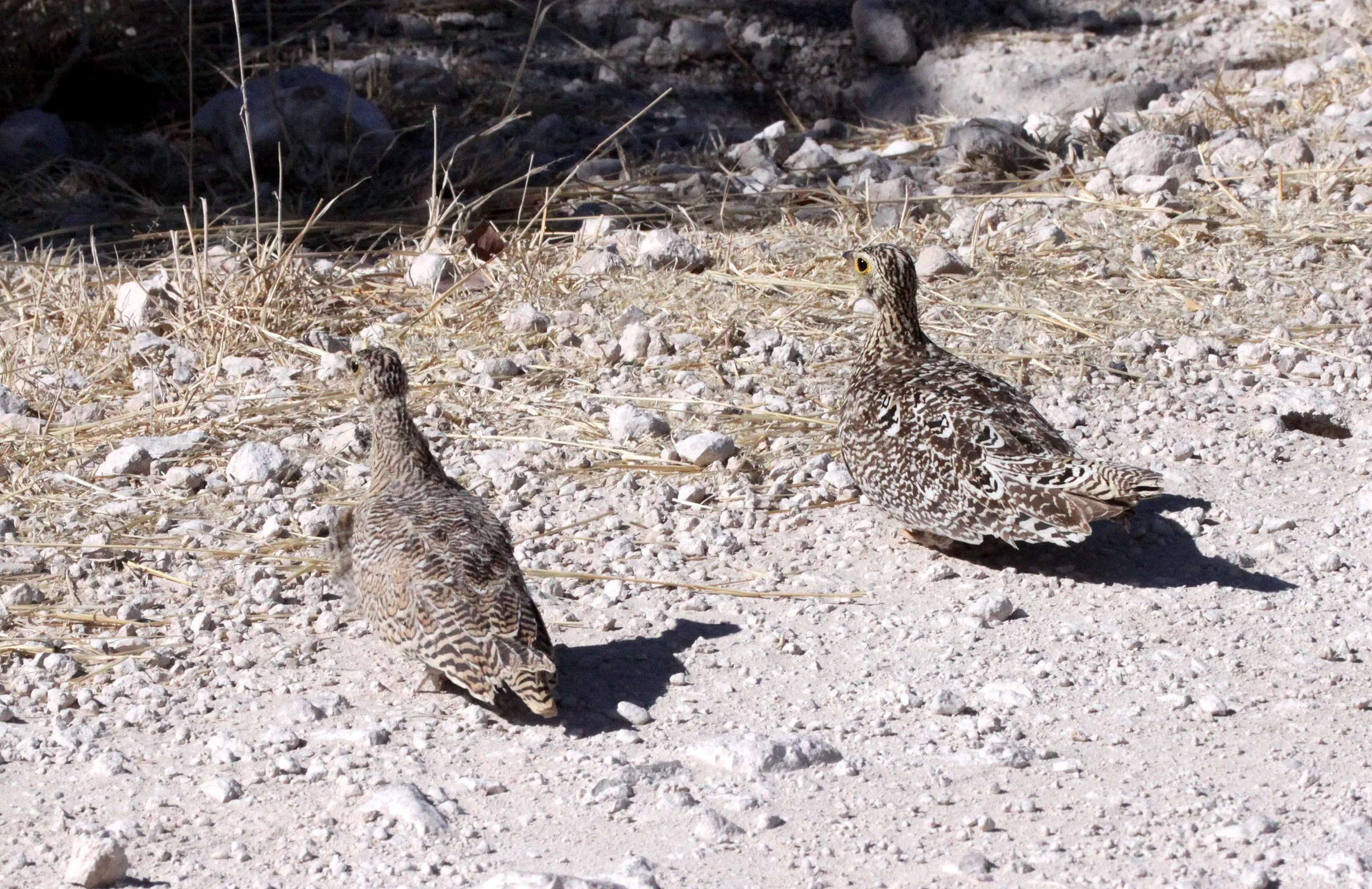 Double-banded Sandgrouse (Pterocles bicinctus) Etosha NP Namibia (6).JPG