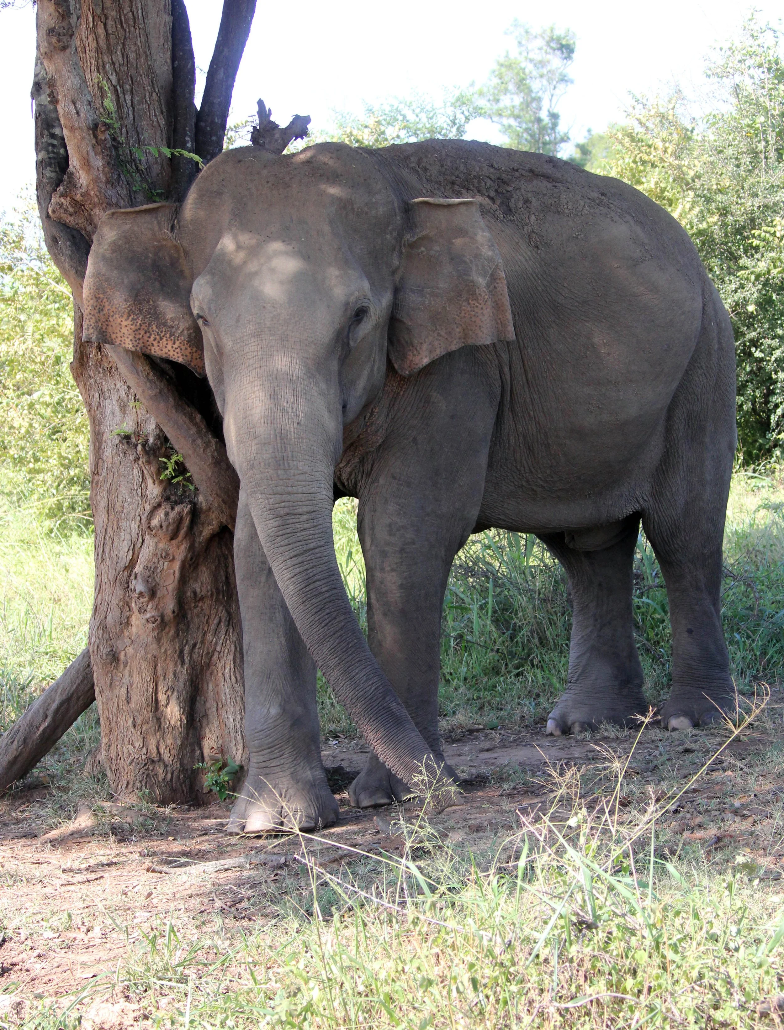 ELEPHANT - SRI LANKA ASIAN ELEPHANT - UDAWALAWA NATIONAL PARK SRI LANKA (29).JPG