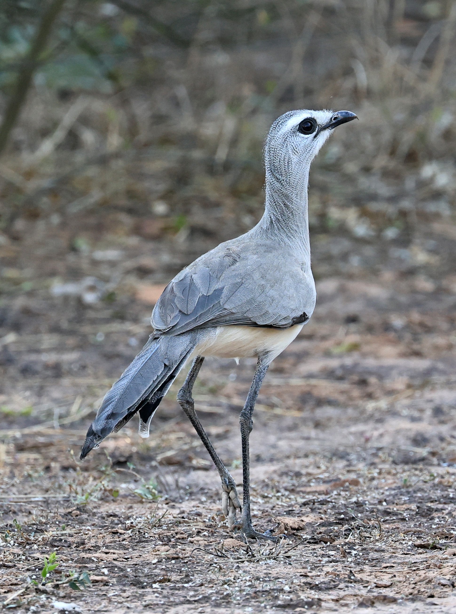Black-legged Seriema (Chunga burmeisteri) Parque Nacional Teniente Agripino Enciso (19).jpg