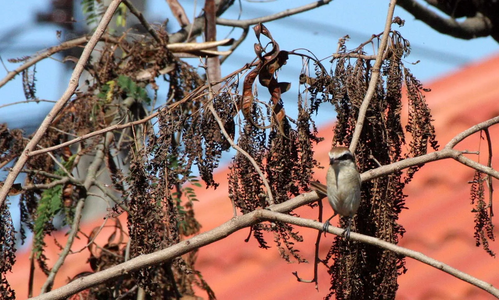 Brown Shrike (Lanius cristatus) Chiang Mai Thailand (4).JPG