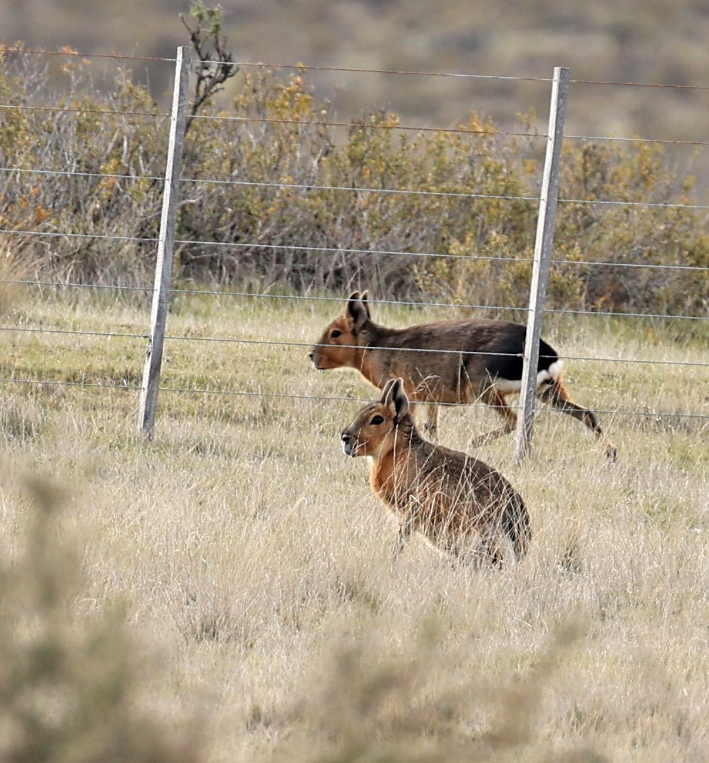 Patagonian Mara (Dolichotis patagonum) Valdes Peninsula, Chubut Province, Argentina Day 2 (107).jpg