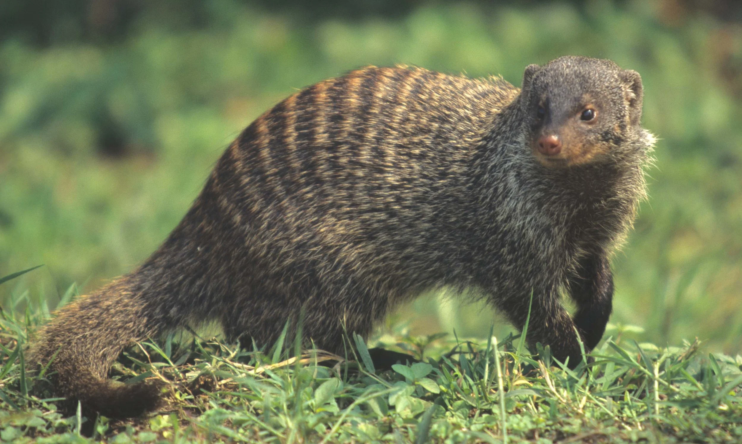 MUSTELLID - BANDED MONGOOSE - KRUGER (2).jpg