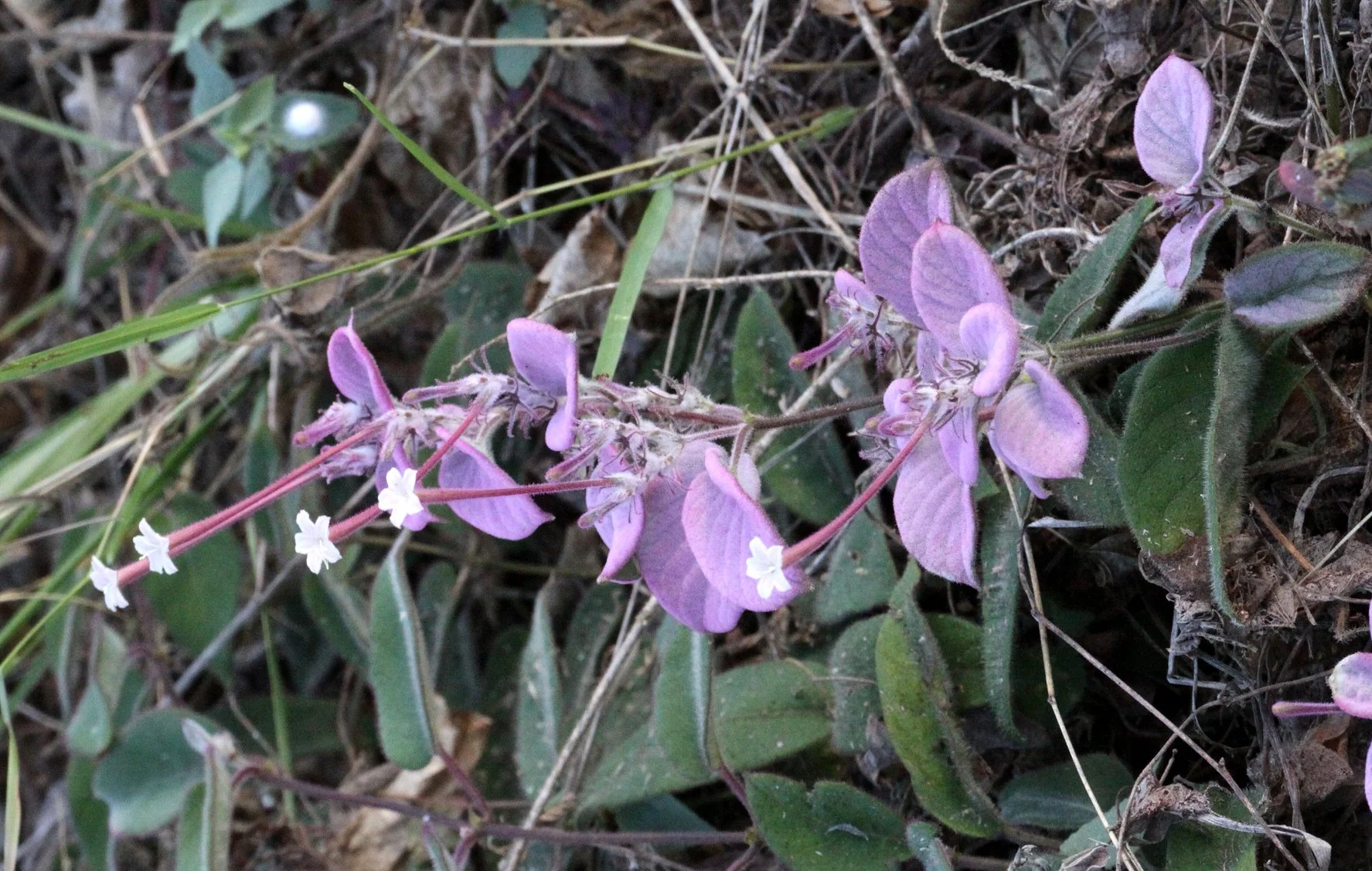 PLANT - SPECIES - ANKARANA NATIONAL PARK MADAGASCAR (20).JPG