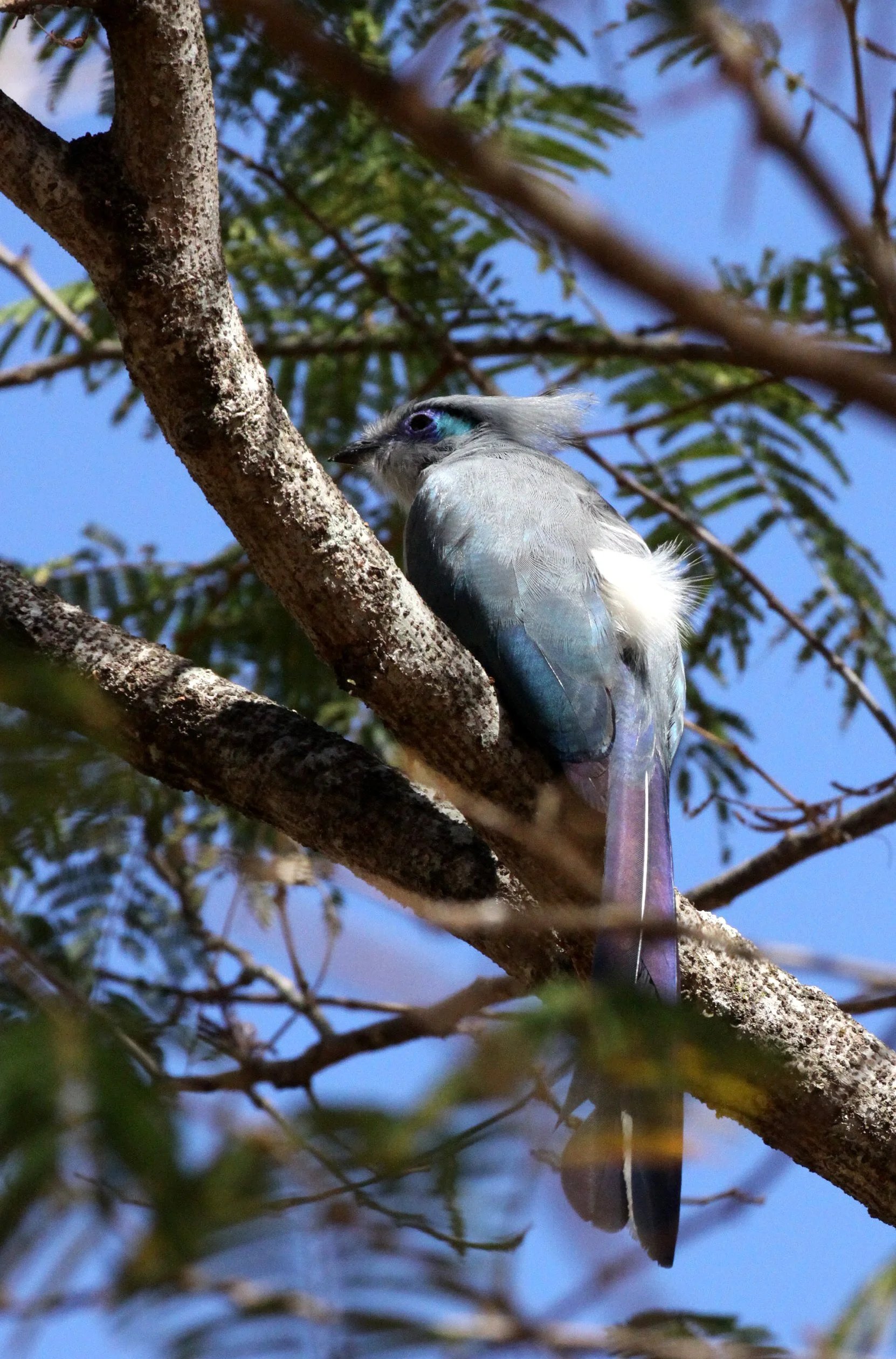 Crested Coua (Coua cristata) Kirindy NP Madagascar (11).JPG