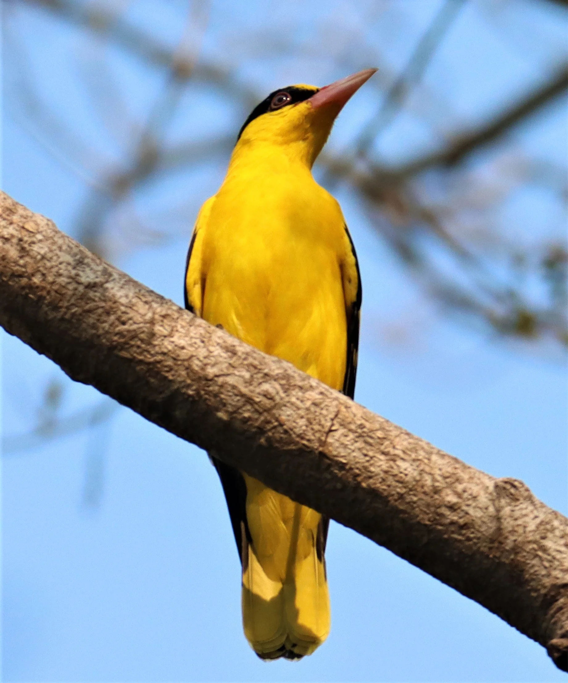 Black-napped Oriole (Oriolus chinensis) Rama 9 Park Bangkok (3).jpg