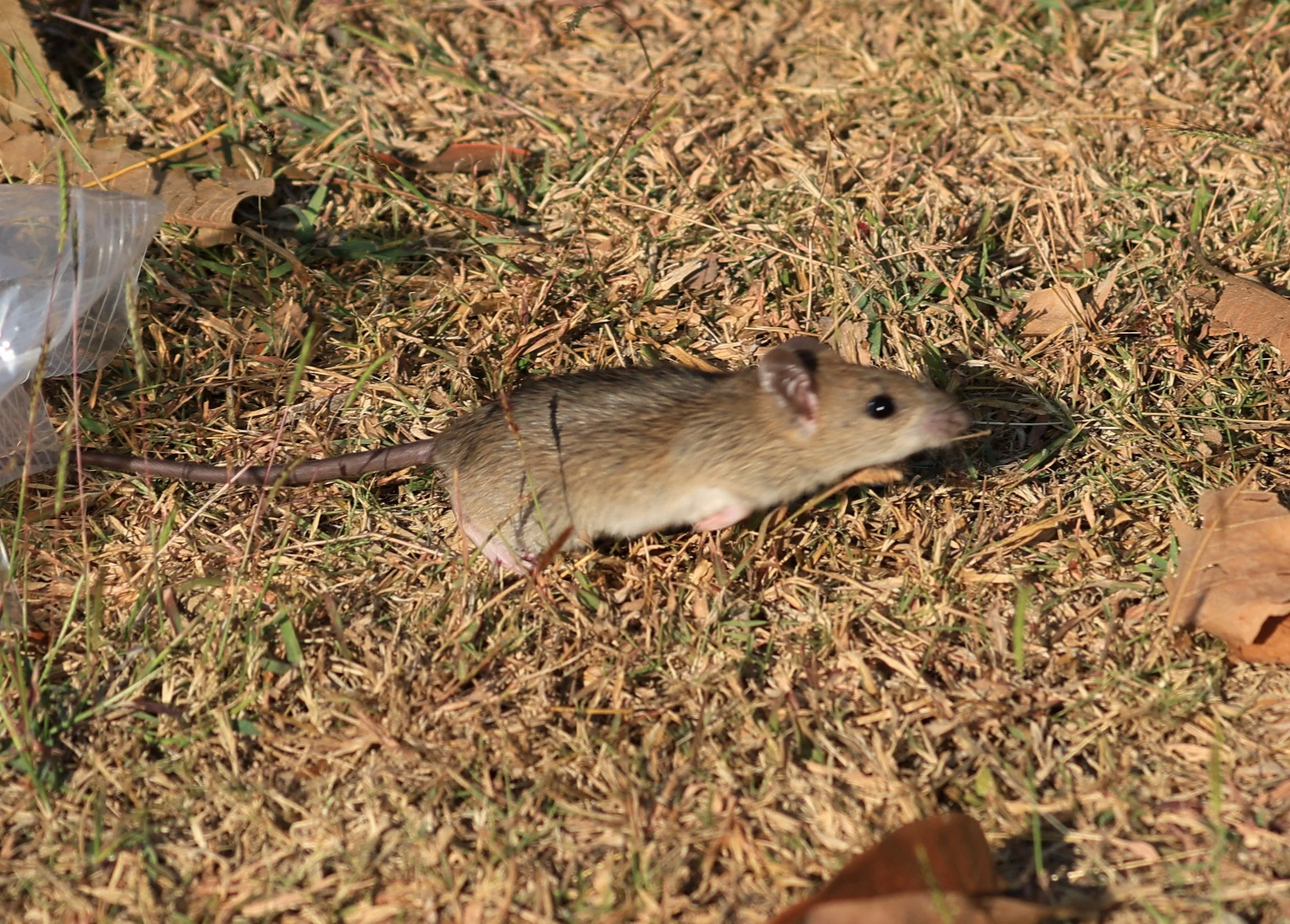 Little Indochinese Field Rat (Rattus sakeratensis) Kaeng Krachan National Park ESS Expedition 2026 (8).jpg