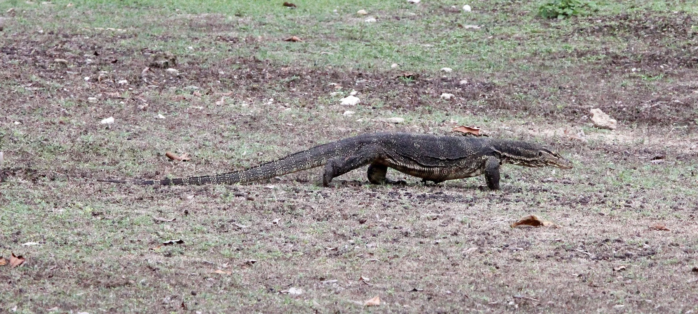Varanus salvator bivittatus - TWO-STRIPED WATER MONITER LIZARD - UJUNG KULON NATIONAL PARK - JAVA BARAT INDONESIA (16).JPG