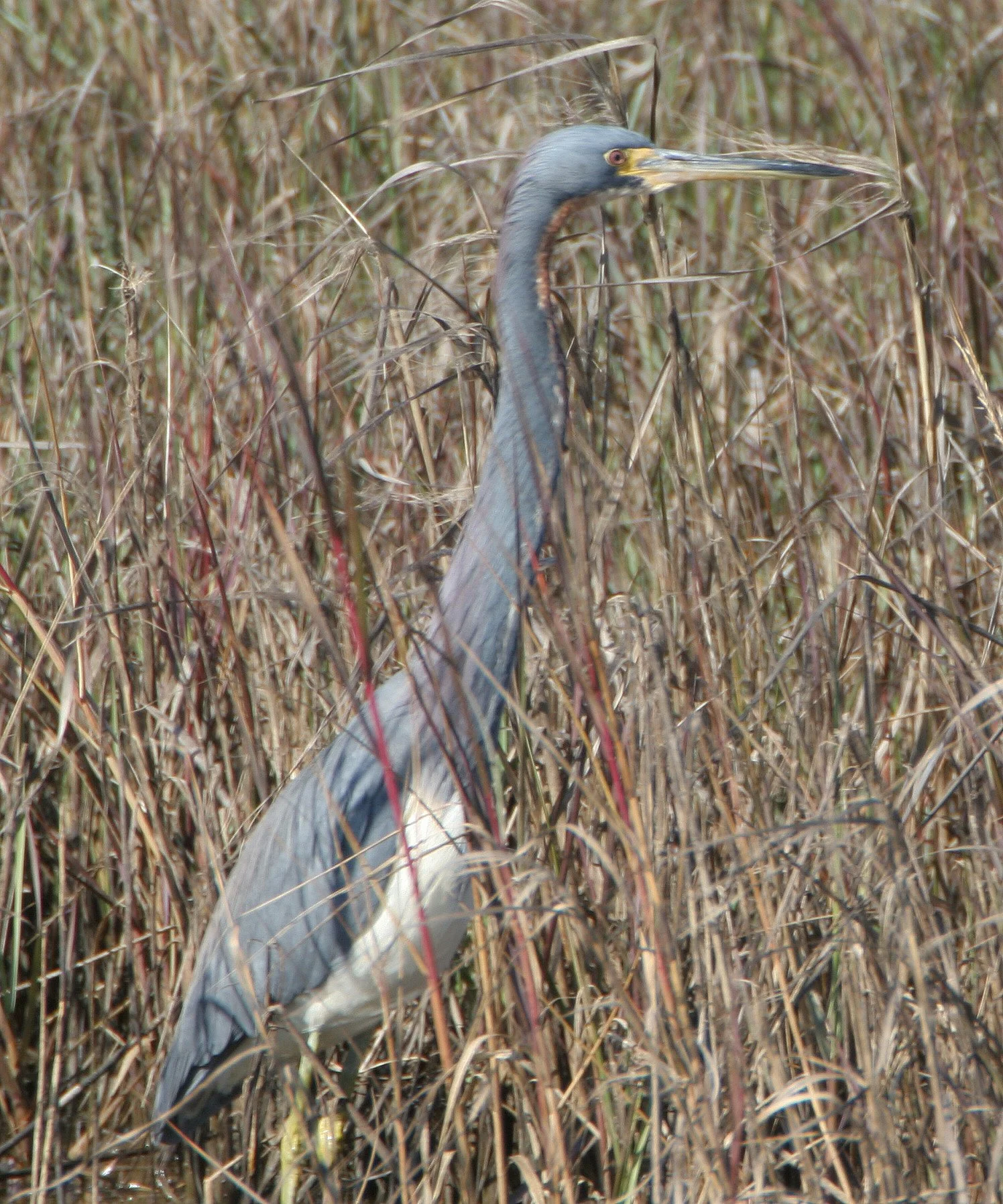 HERON - TRICOLORED HERON - Egretta tricolor - ARANSAS WILDLIFE REFUGE (9).jpg