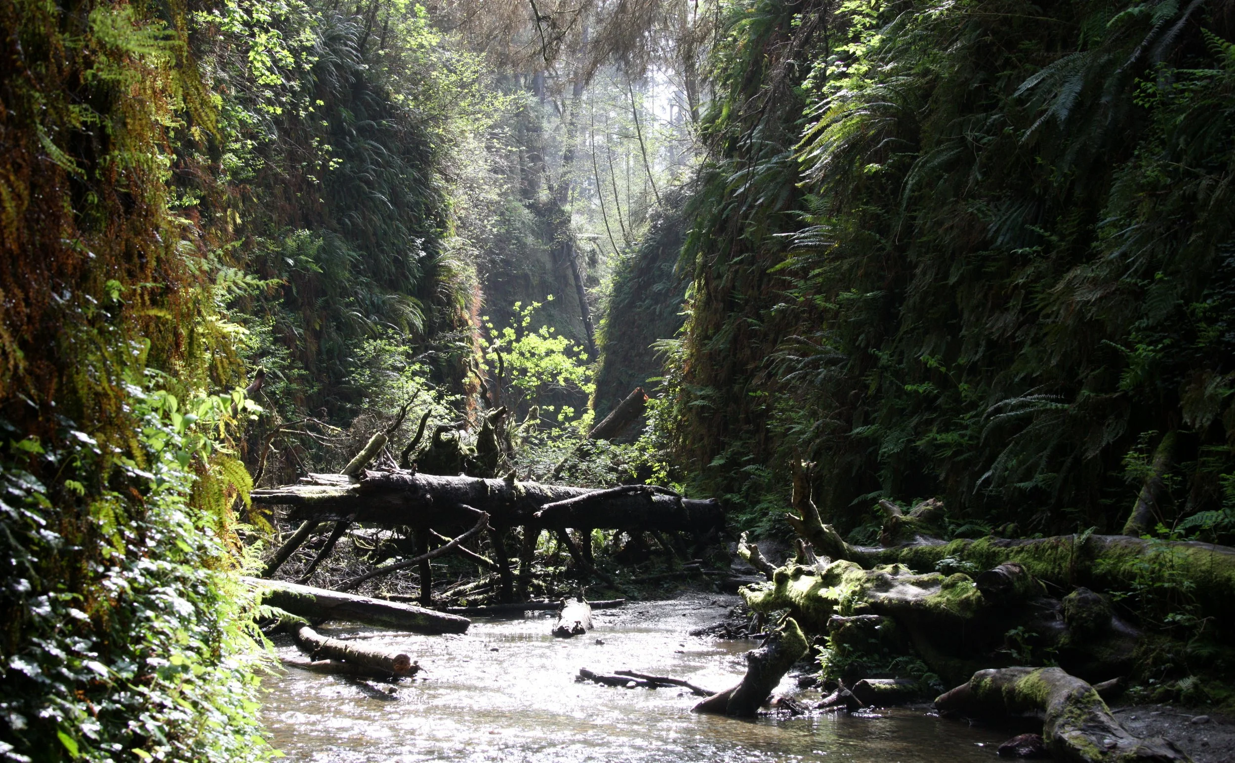 PRAIRIE CREEK STATE PARK CALIFORNIA - FERN CANYON (12).JPG