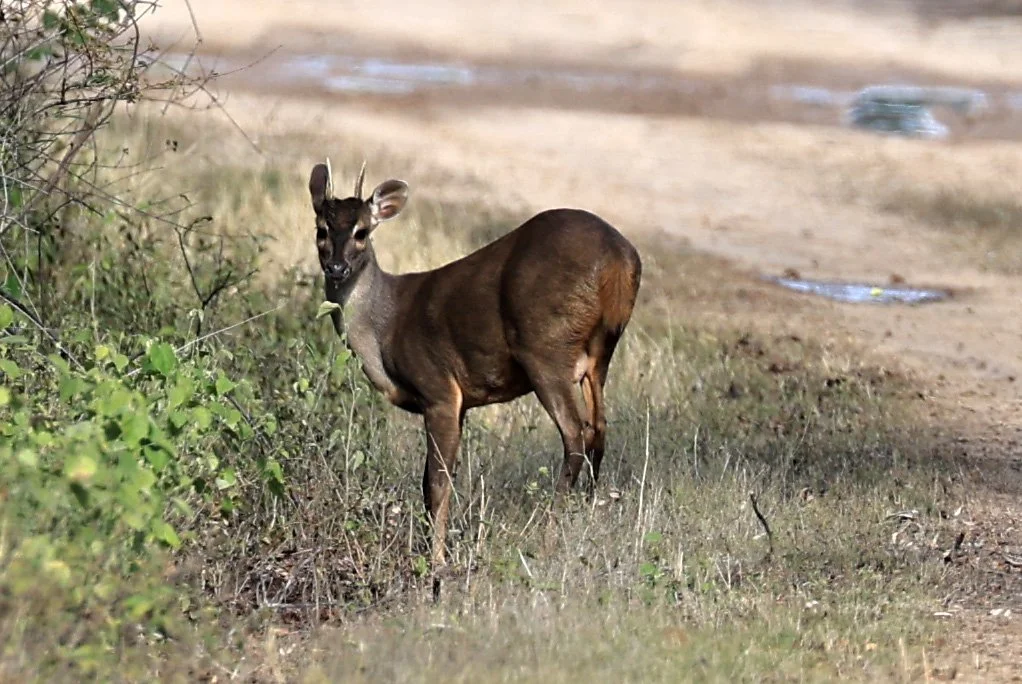 Southern Brown Brocket (Subulo gouazoubira) Selva Serena Natural Reserve (3).jpg