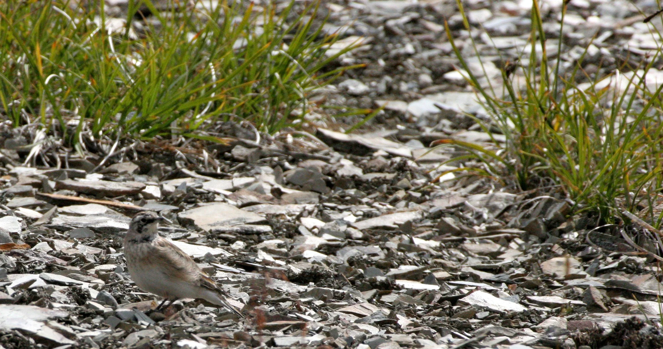Horned Lark (Eremophila alpestris) Olympic National Park Washington (4).JPG