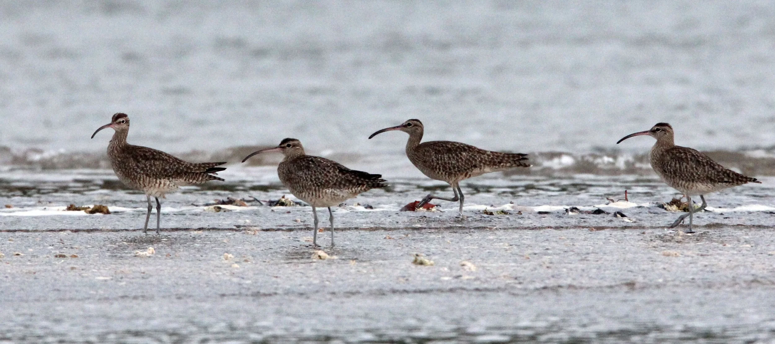 BIRD - WHIMBREL - TANGKOKO NATIONAL PARK SULAWESI INDONESIA (7).JPG