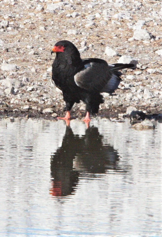 Terathopius ecaudatus - BATELEUR - ETOSHA NATIONAL PARK NAMIBIA aa1.jpg
