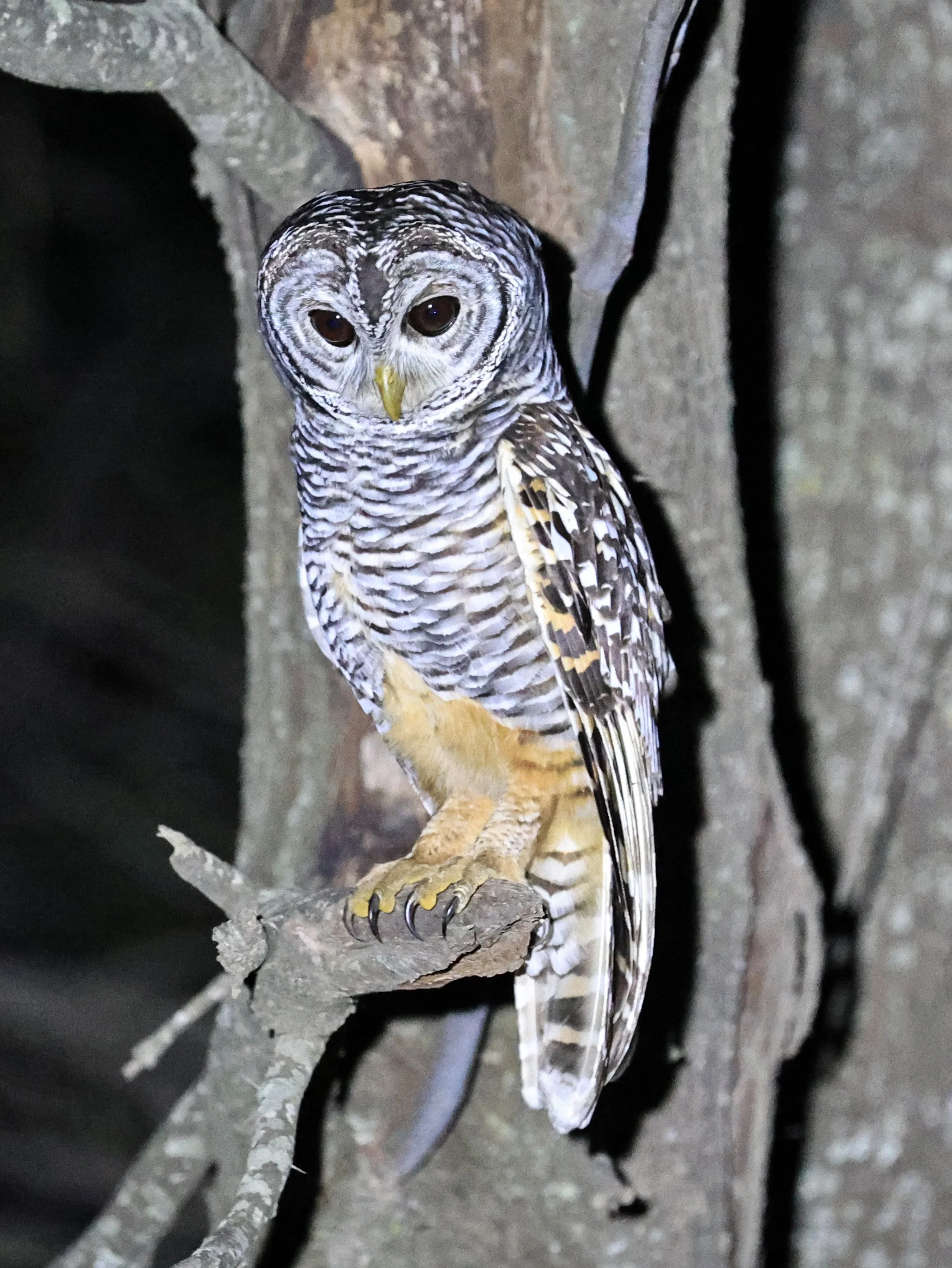 Chaco Owl (Strix chacoensis) Estancia Campo'í Paraguay (60).jpg