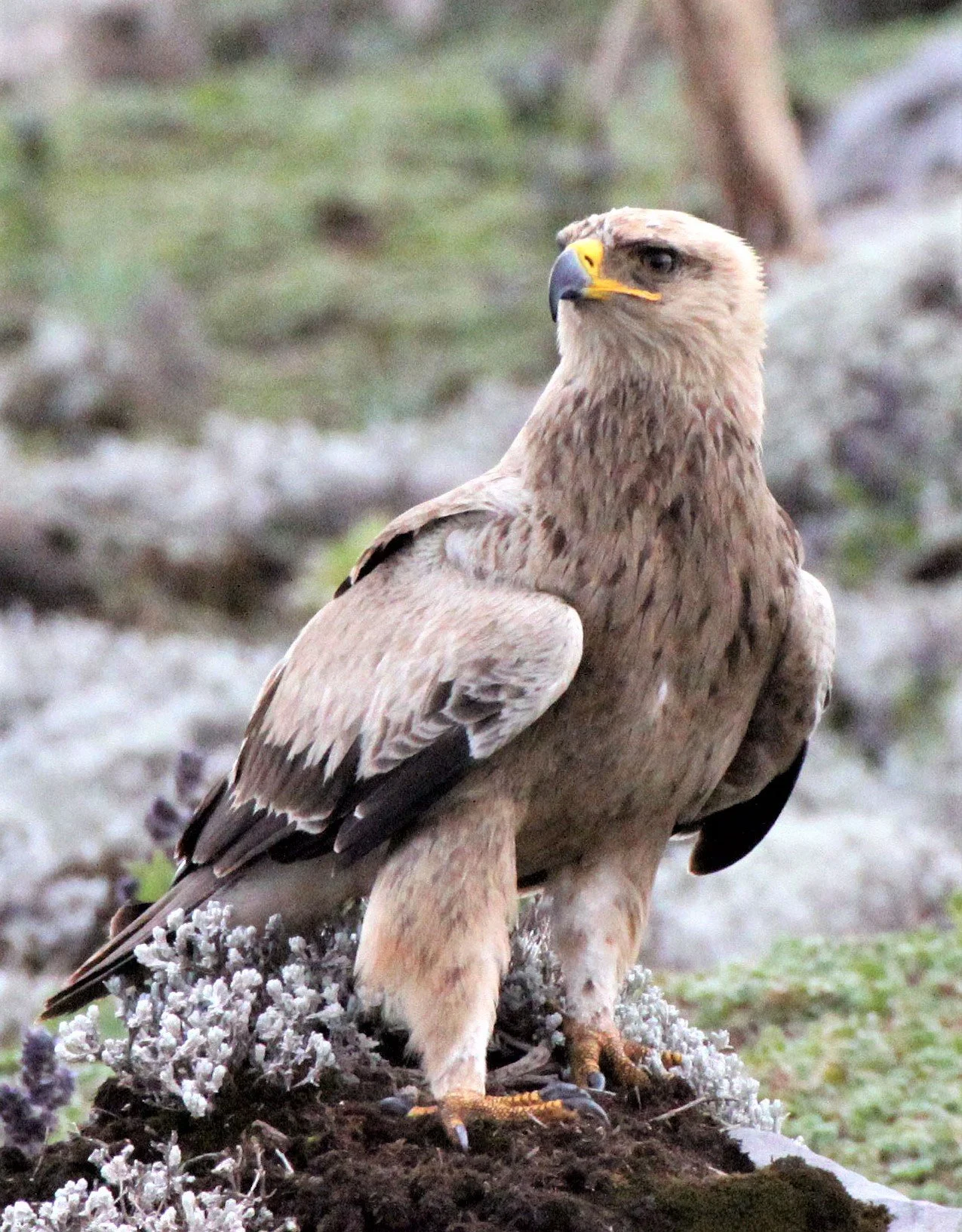 Aquila rapax - TAWNY EAGLE - BALE MOUNTAINS NATIONAL PARK ETHIOPIA aa3.jpg